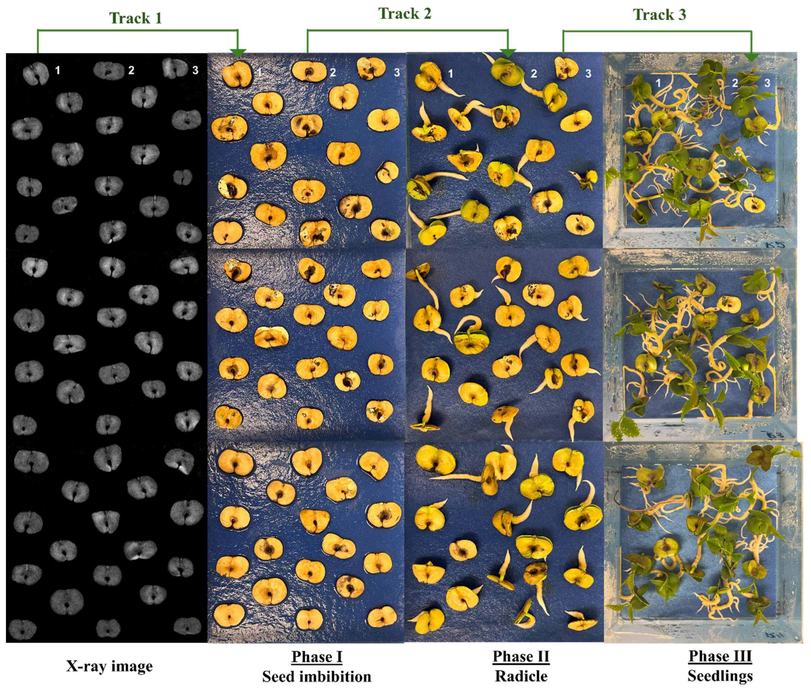 Horticulturae 10 01256 g001