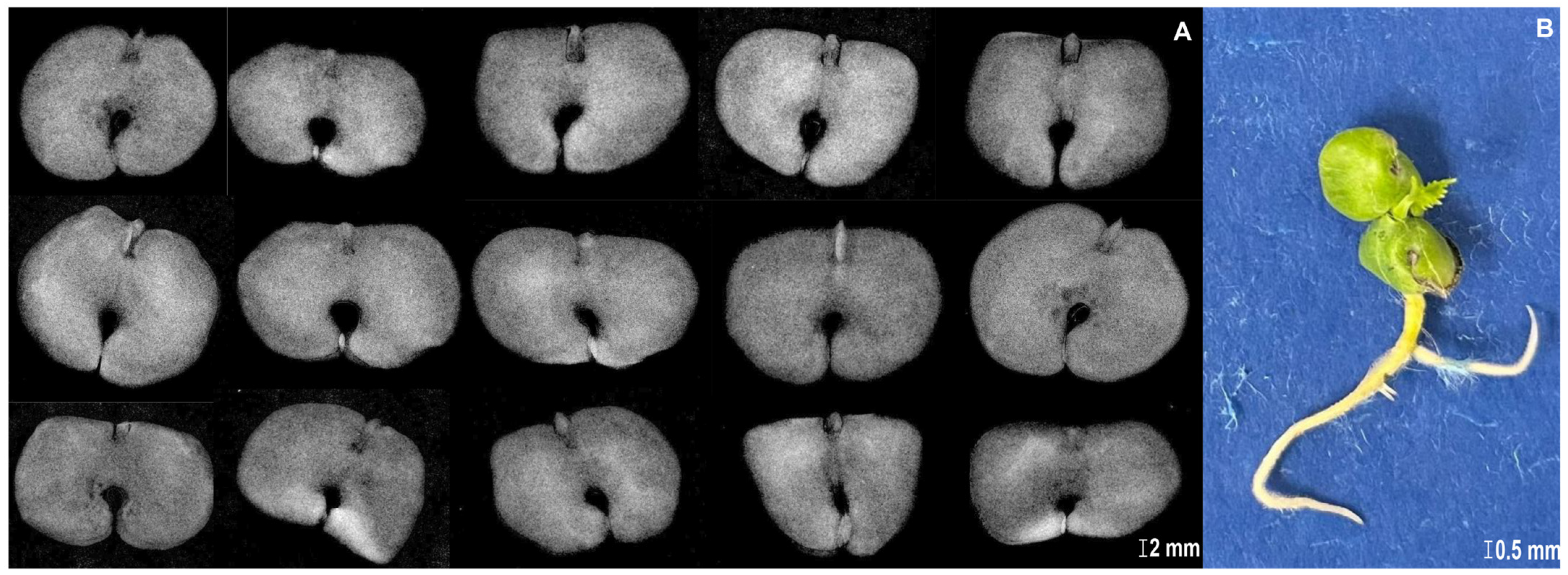 Horticulturae 10 01256 g003