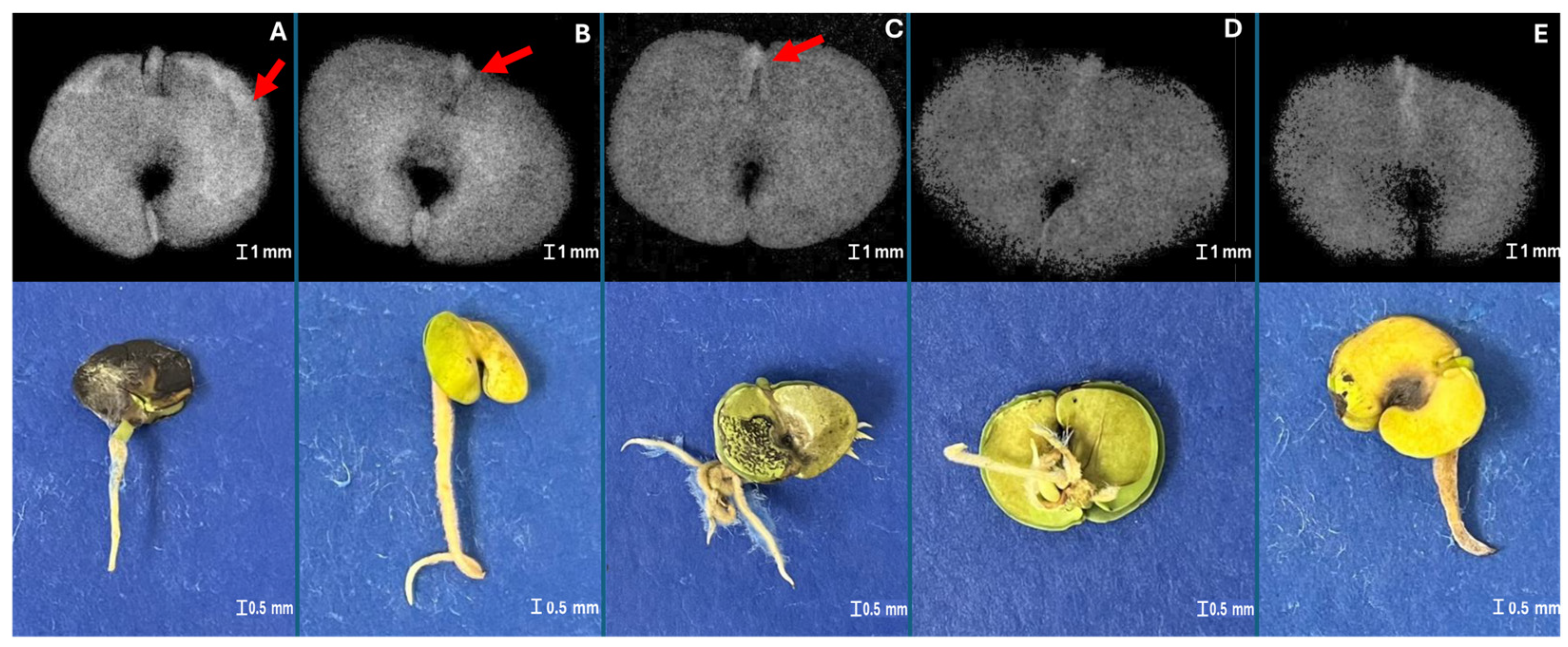 Horticulturae 10 01256 g004