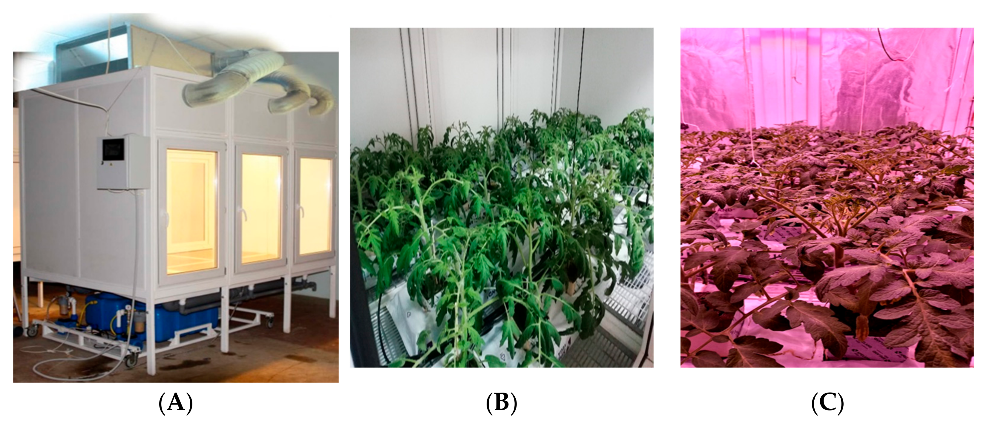 Horticulturae 10 01259 g001