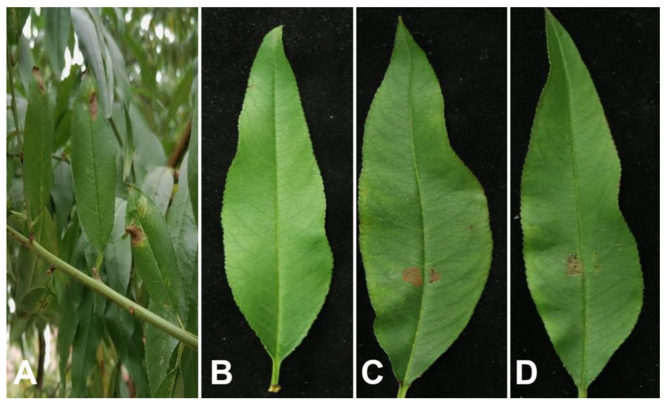 Horticulturae 10 01260 g003