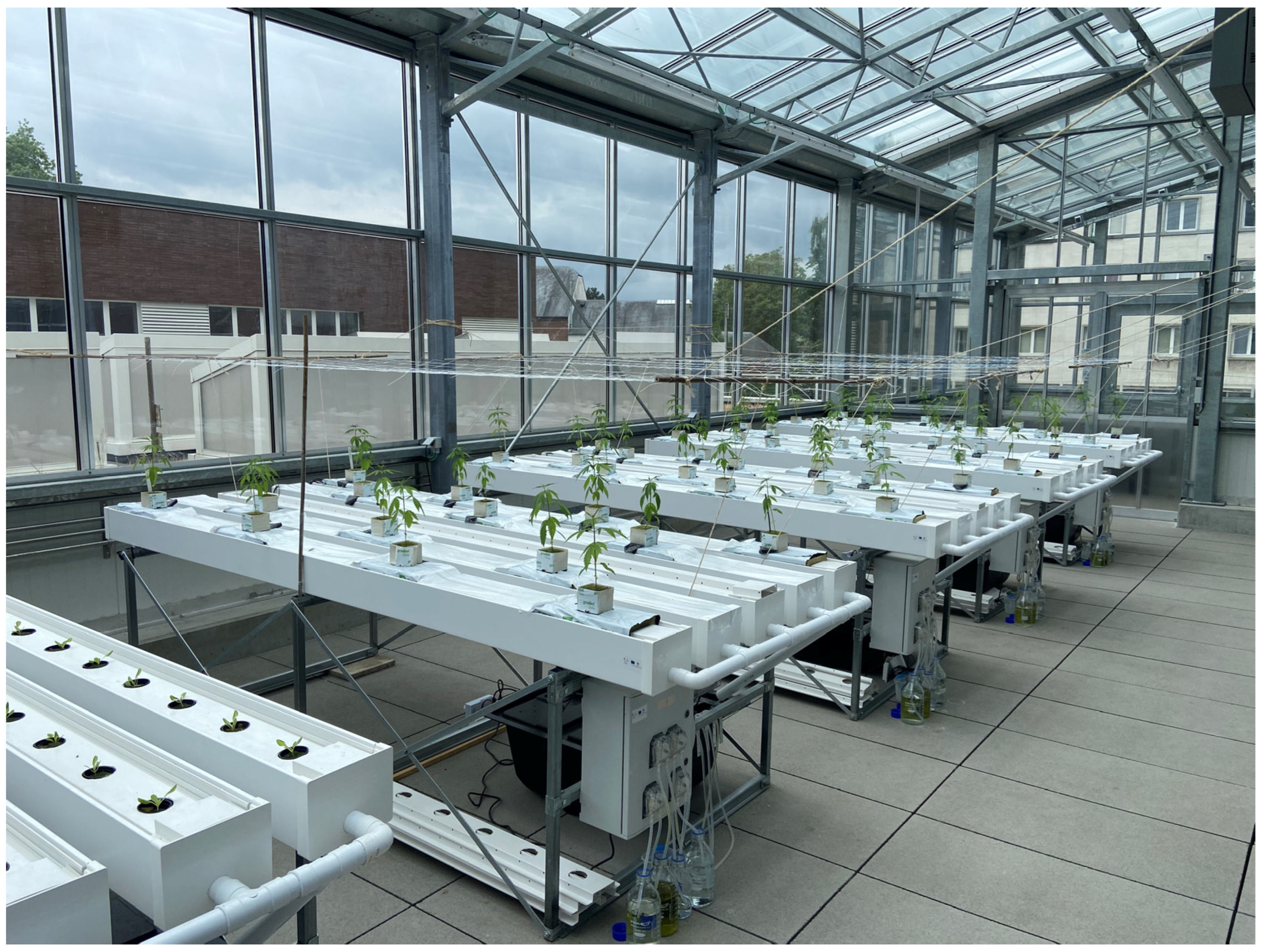 Horticulturae 10 01271 g002