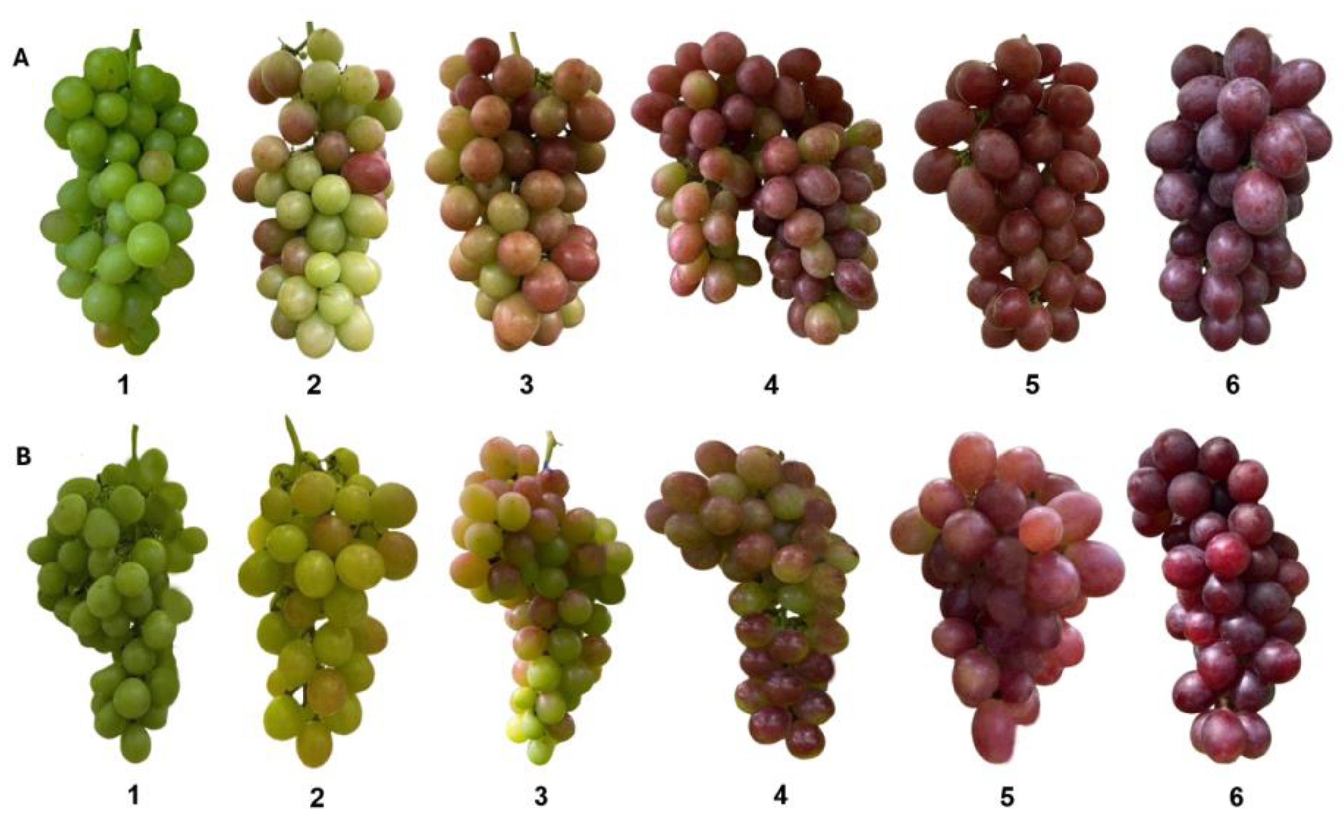 Horticulturae 10 01276 g001