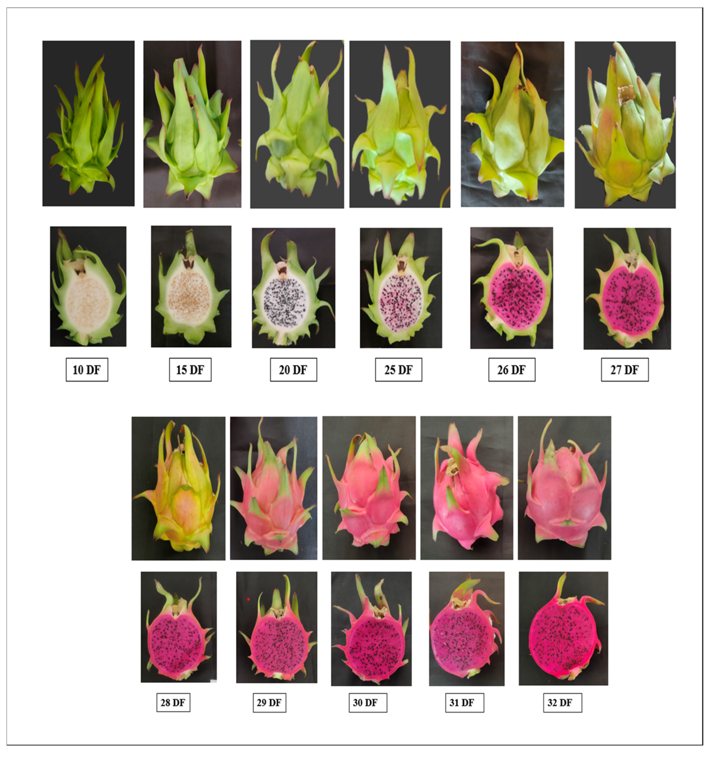Horticulturae 10 01280 g001