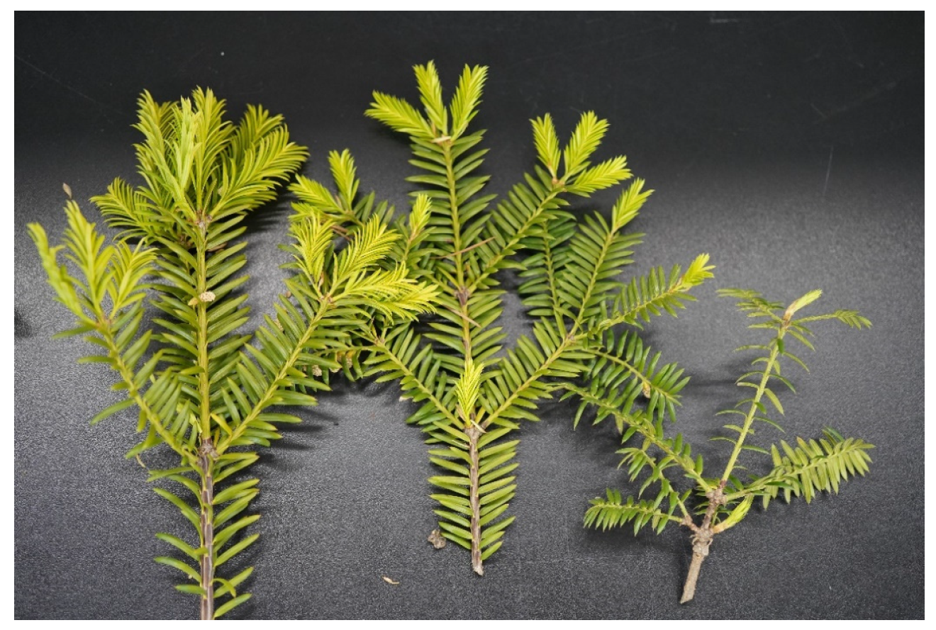 Horticulturae 10 01286 g001 Horticulturae 10 01286 g001