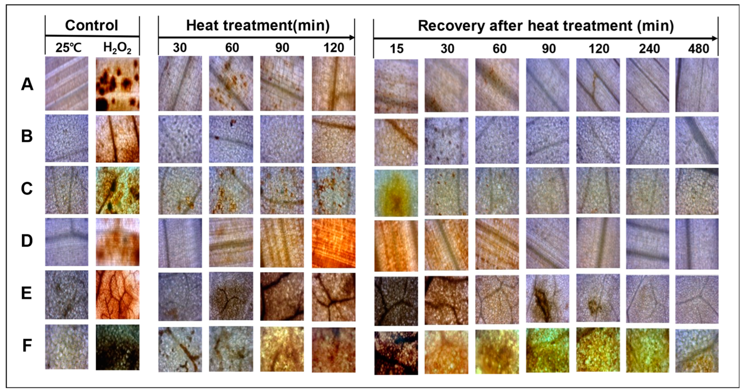 Horticulturae 10 01290 g009 Horticulturae 10 01290 g009