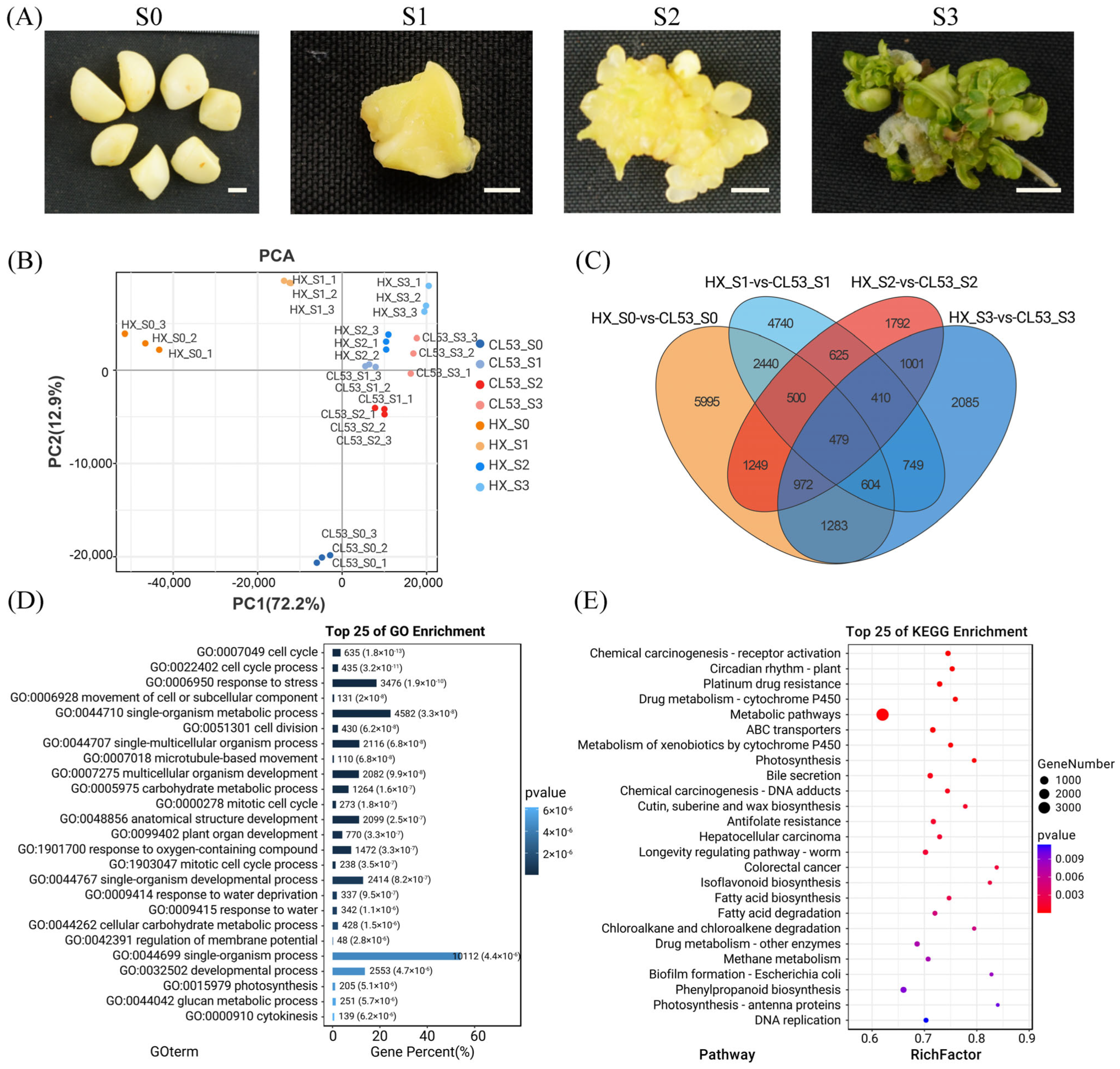 Horticulturae 10 01291 g001