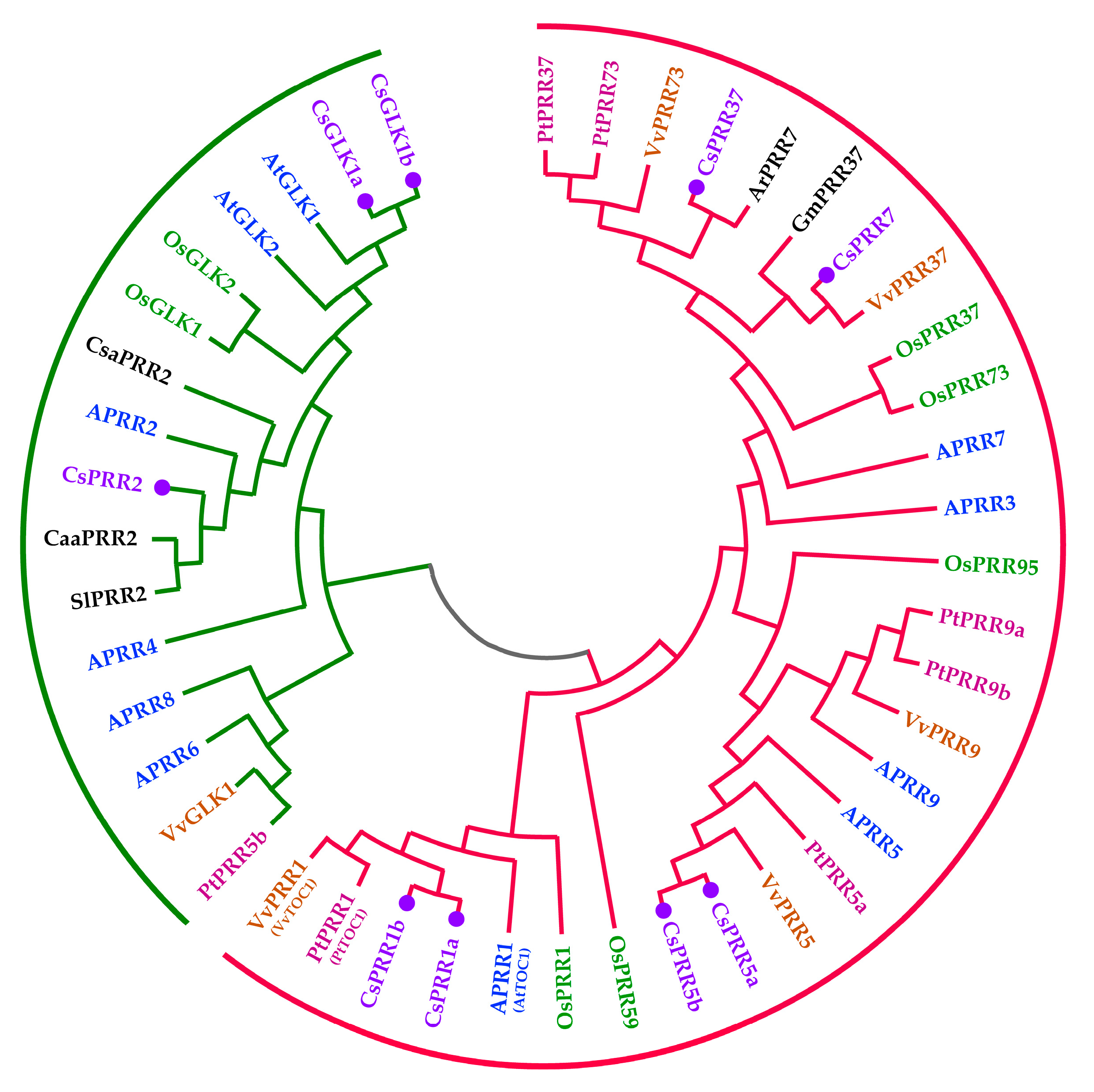 Horticulturae 10 01294 g001
