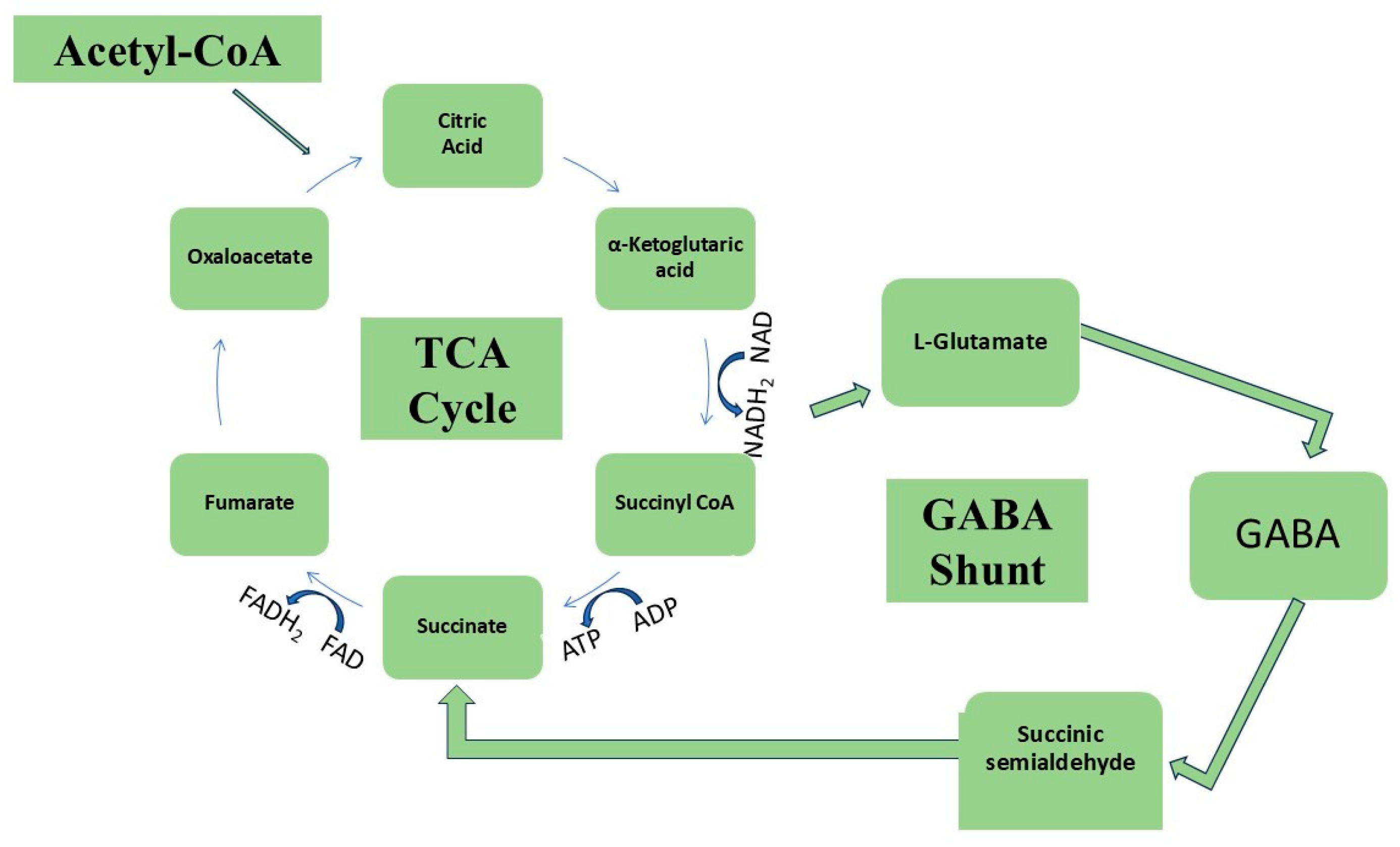 Horticulturae 10 01296 g002 Horticulturae 10 01296 g002