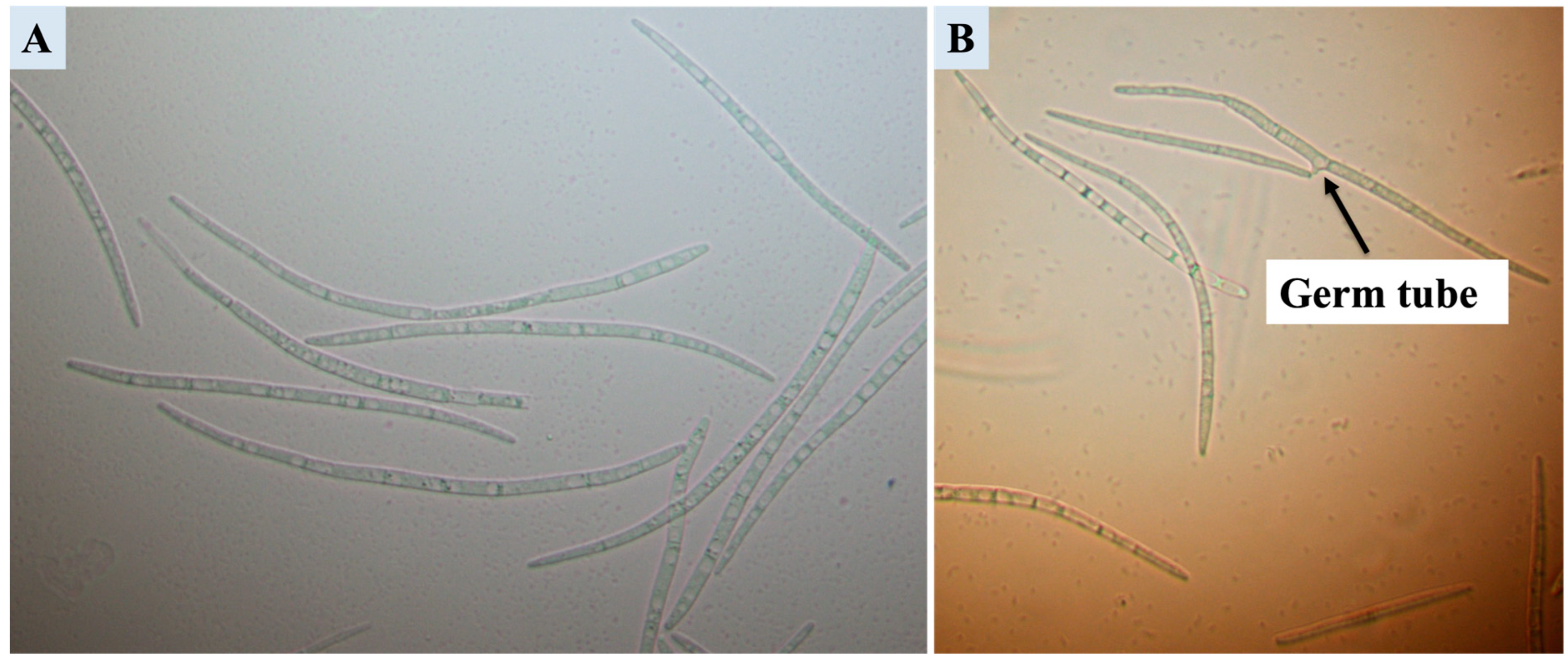 Horticulturae 10 01299 g001
