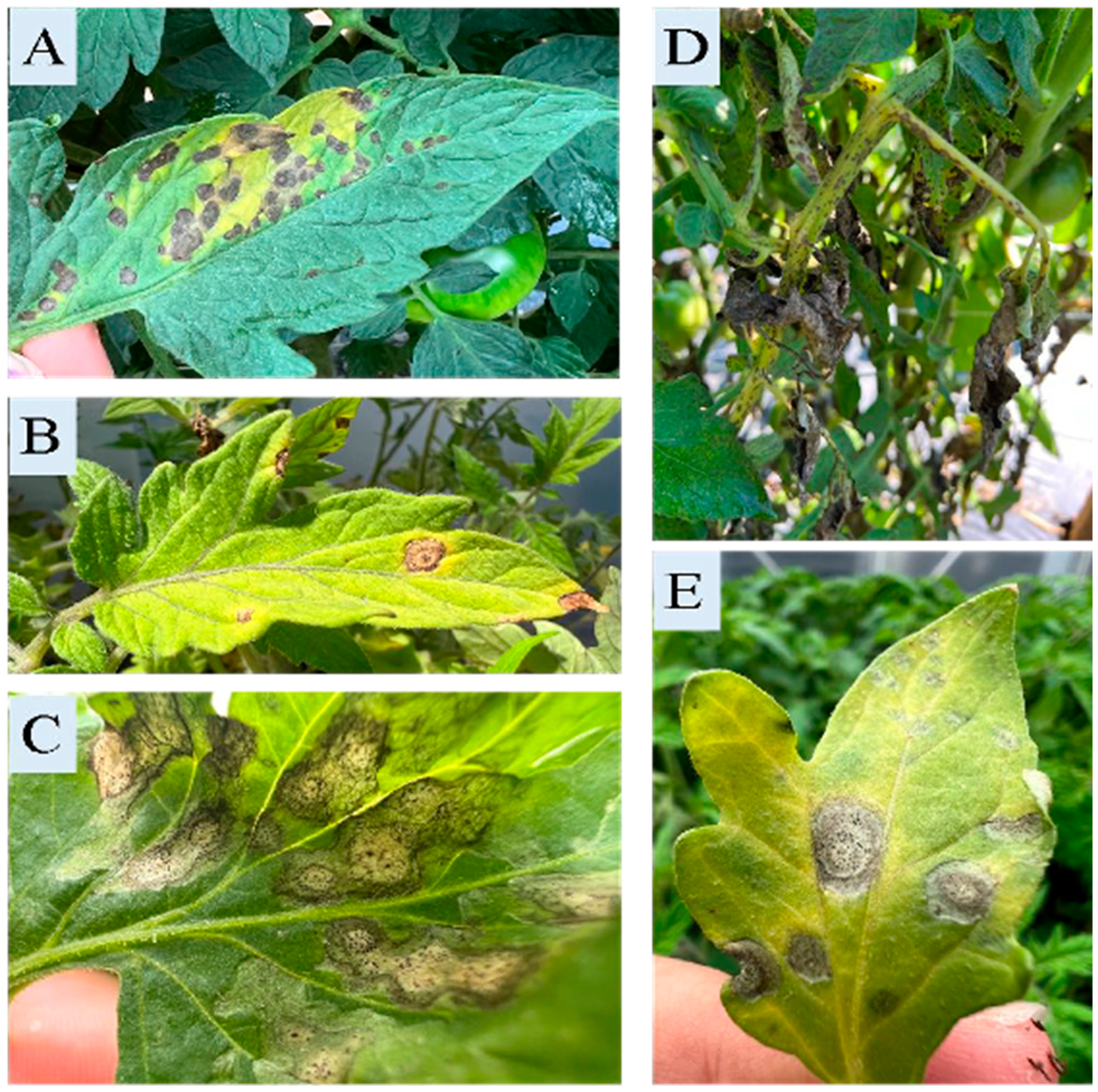 Horticulturae 10 01299 g002