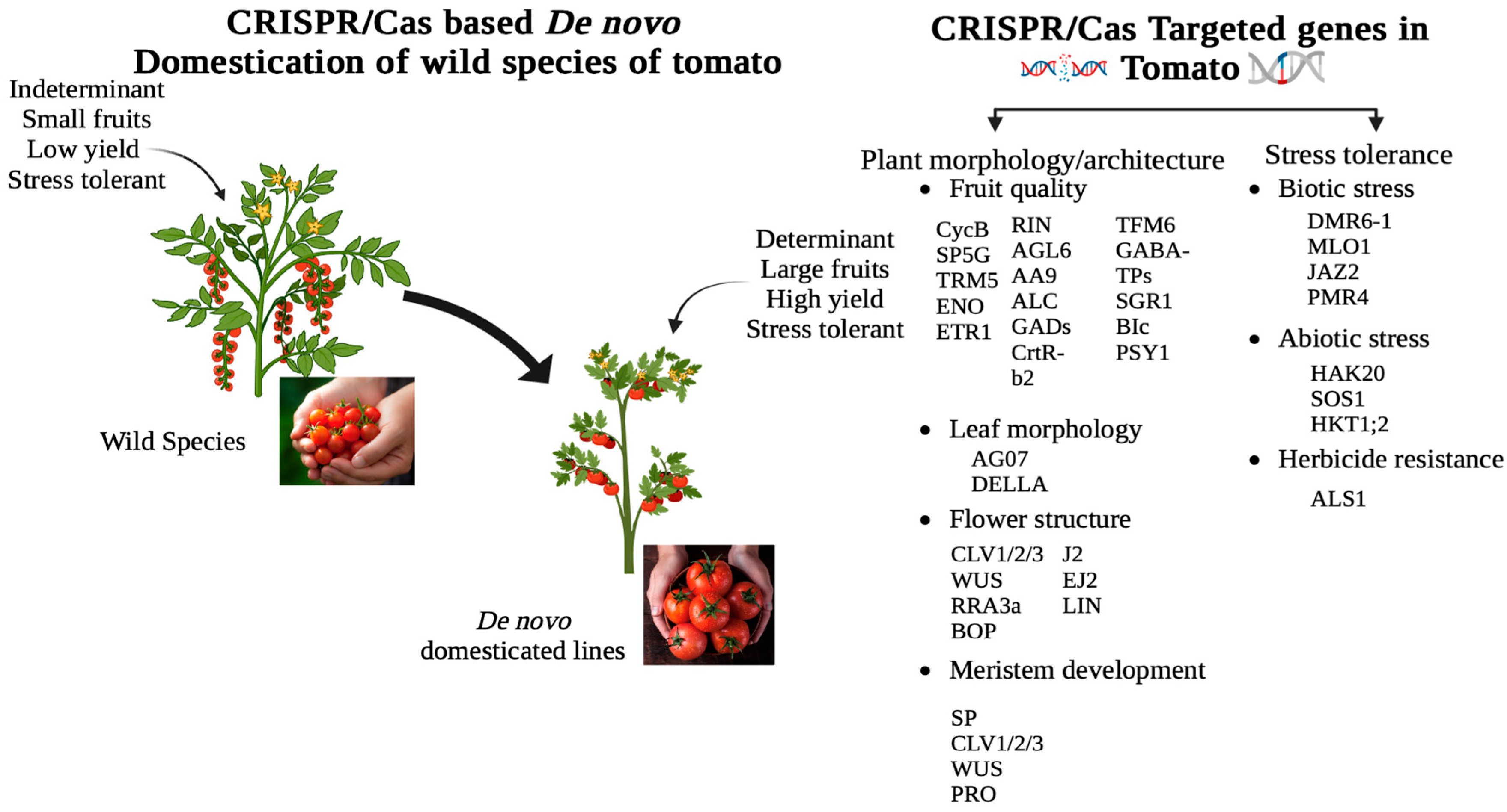 Horticulturae 10 01299 g006