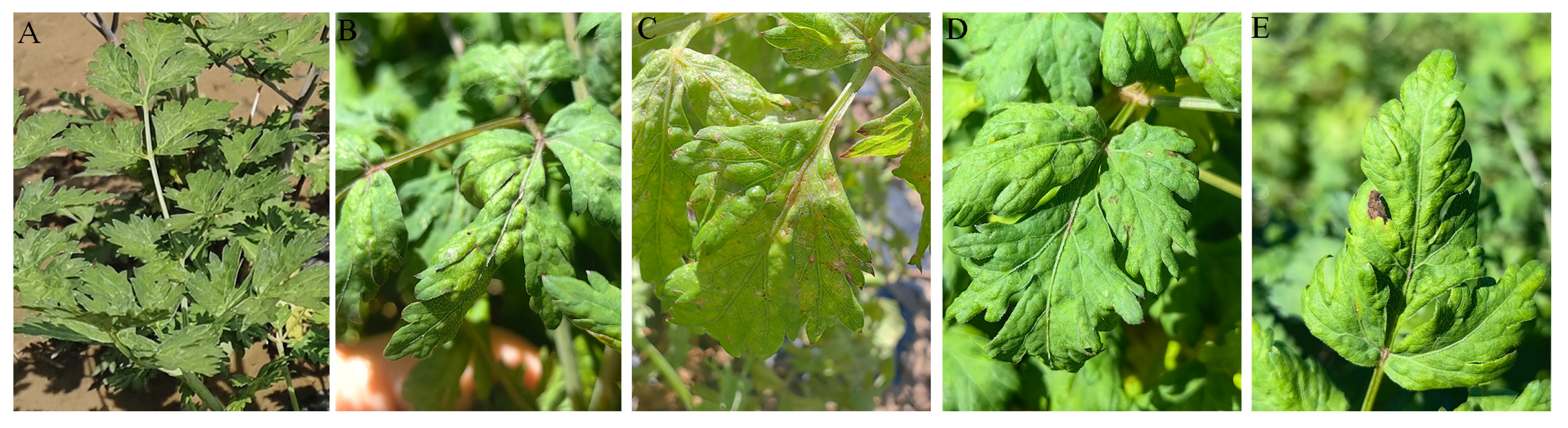 Horticulturae 10 01300 g002