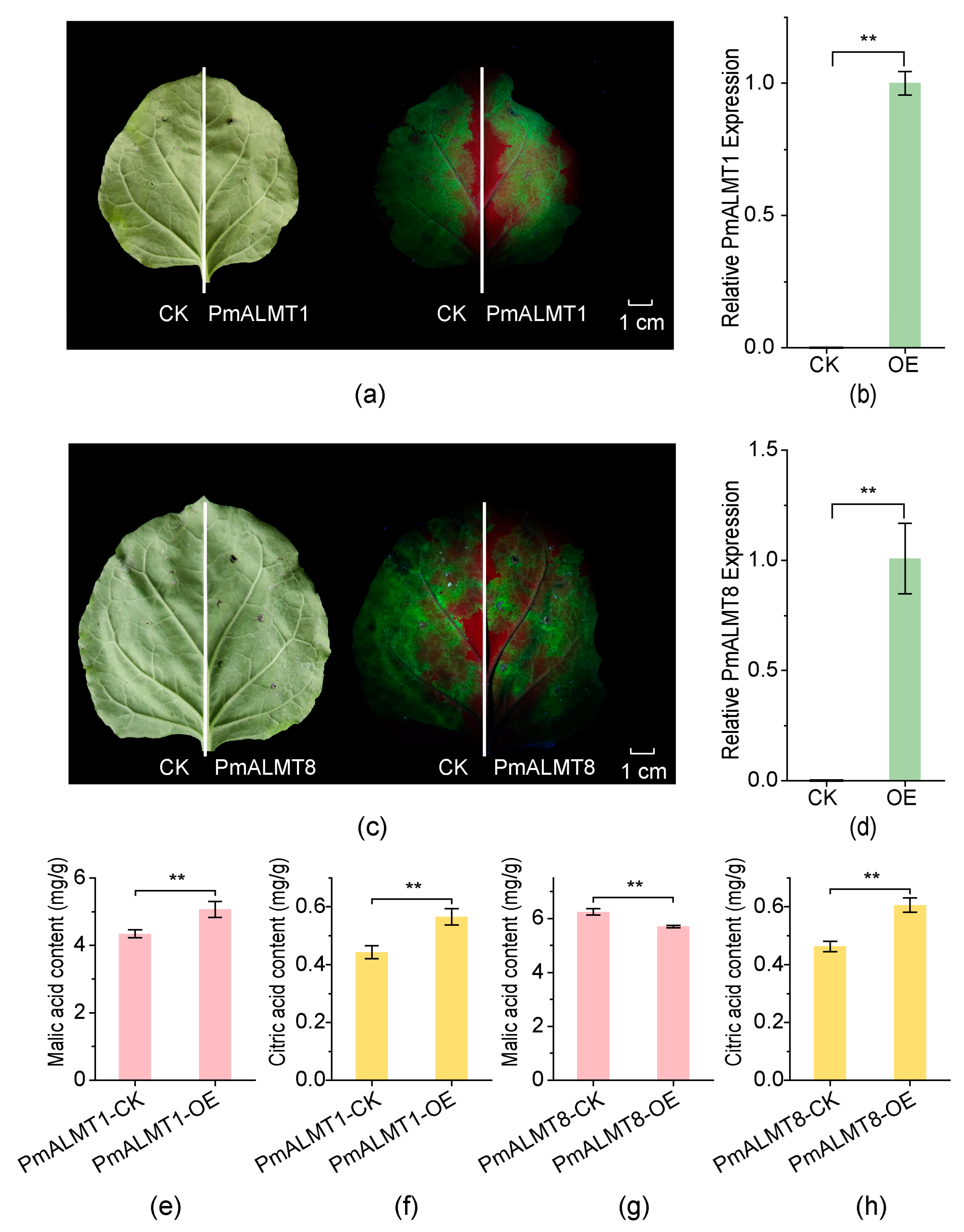 Horticulturae 10 01305 g009