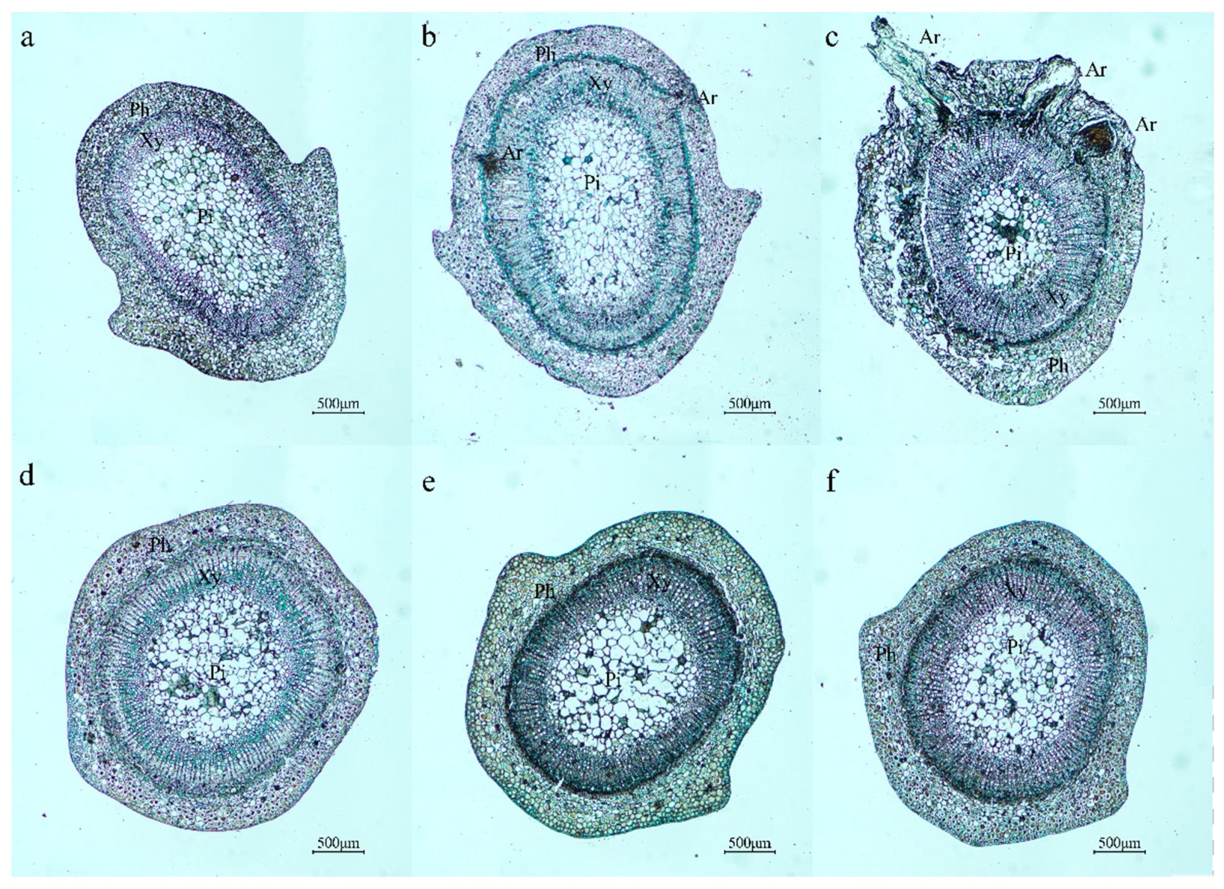 Horticulturae 10 01306 g002