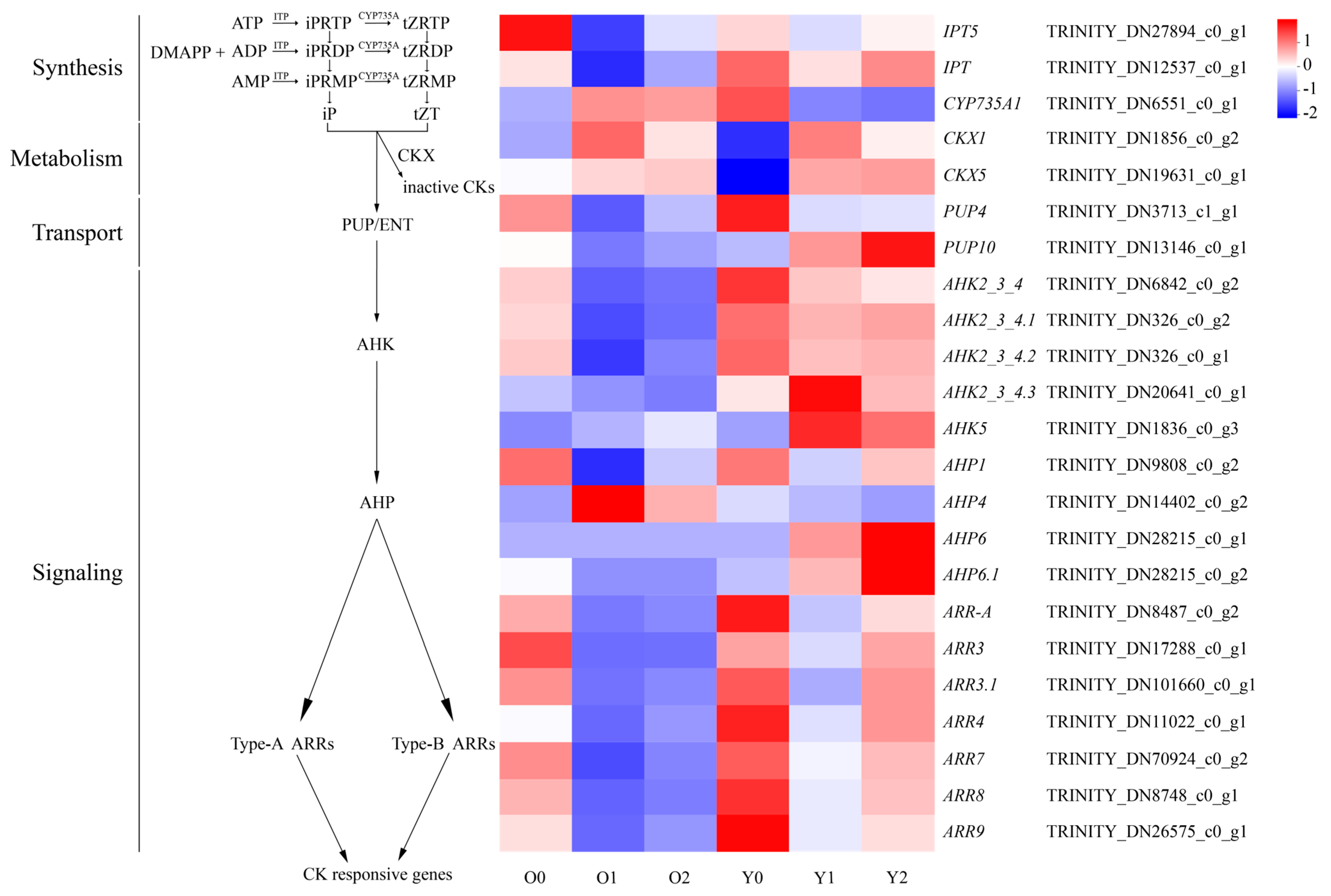 Horticulturae 10 01306 g006