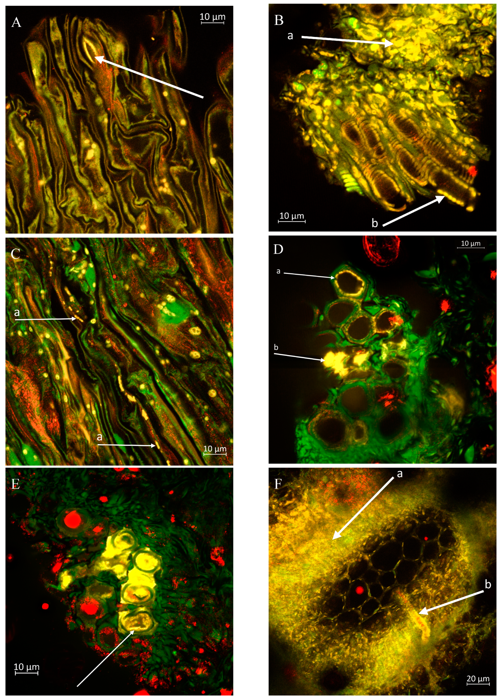 Horticulturae 10 01307 g008