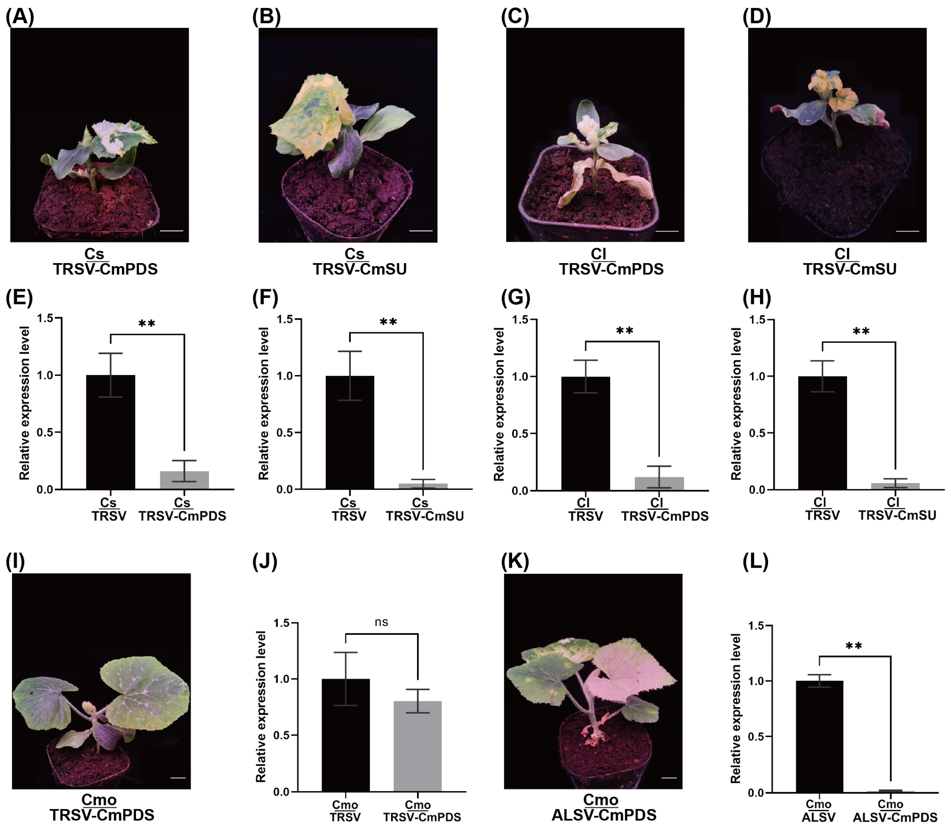 Horticulturae 10 01313 g004