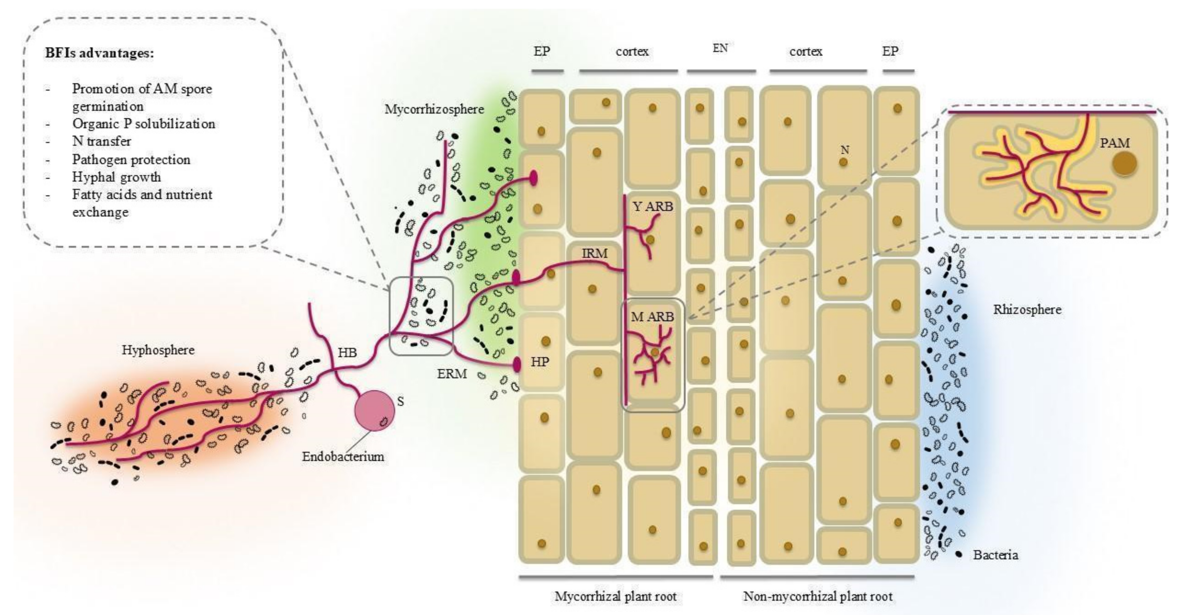 Horticulturae 10 01326 g001