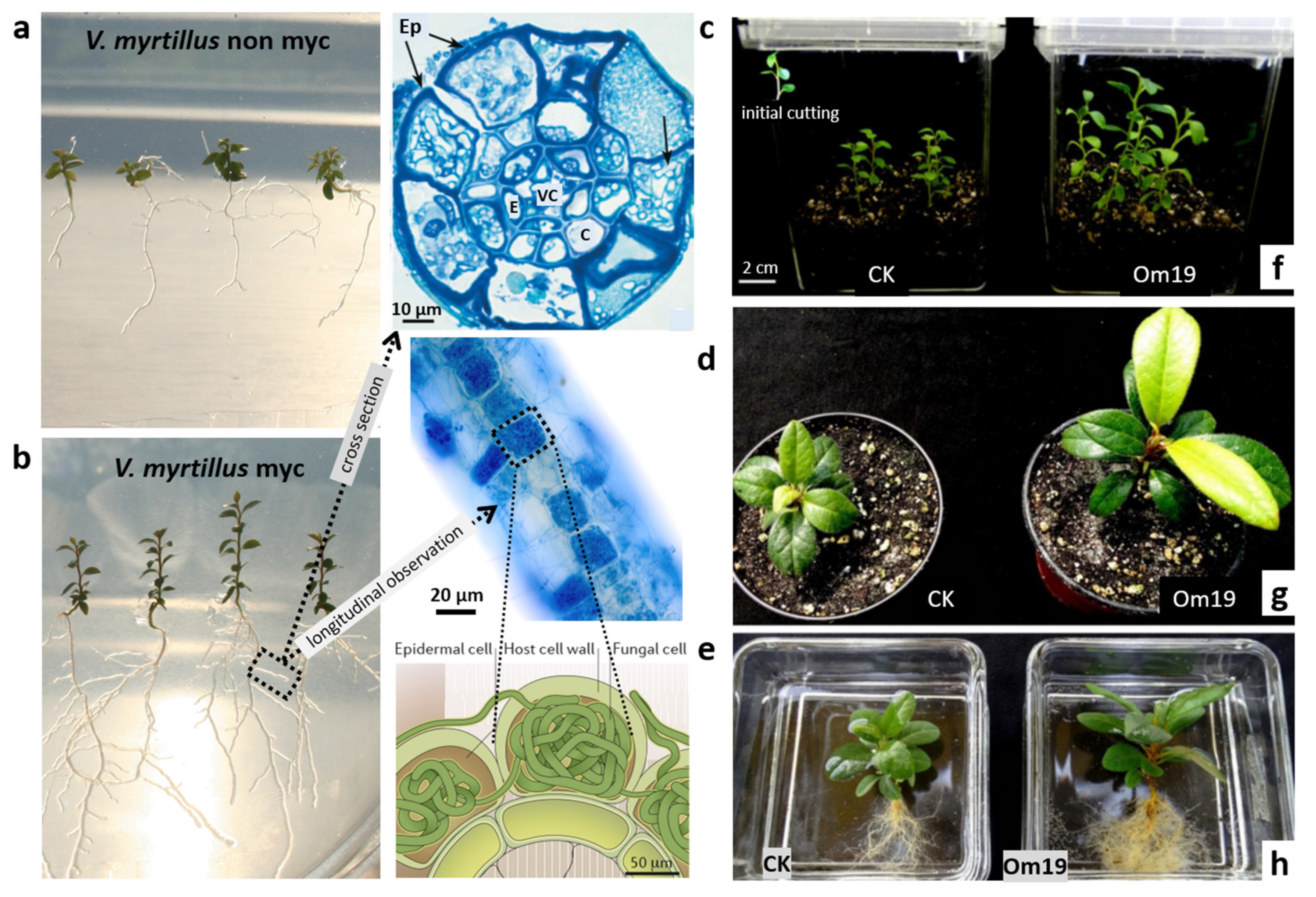 Horticulturae 10 01326 g003