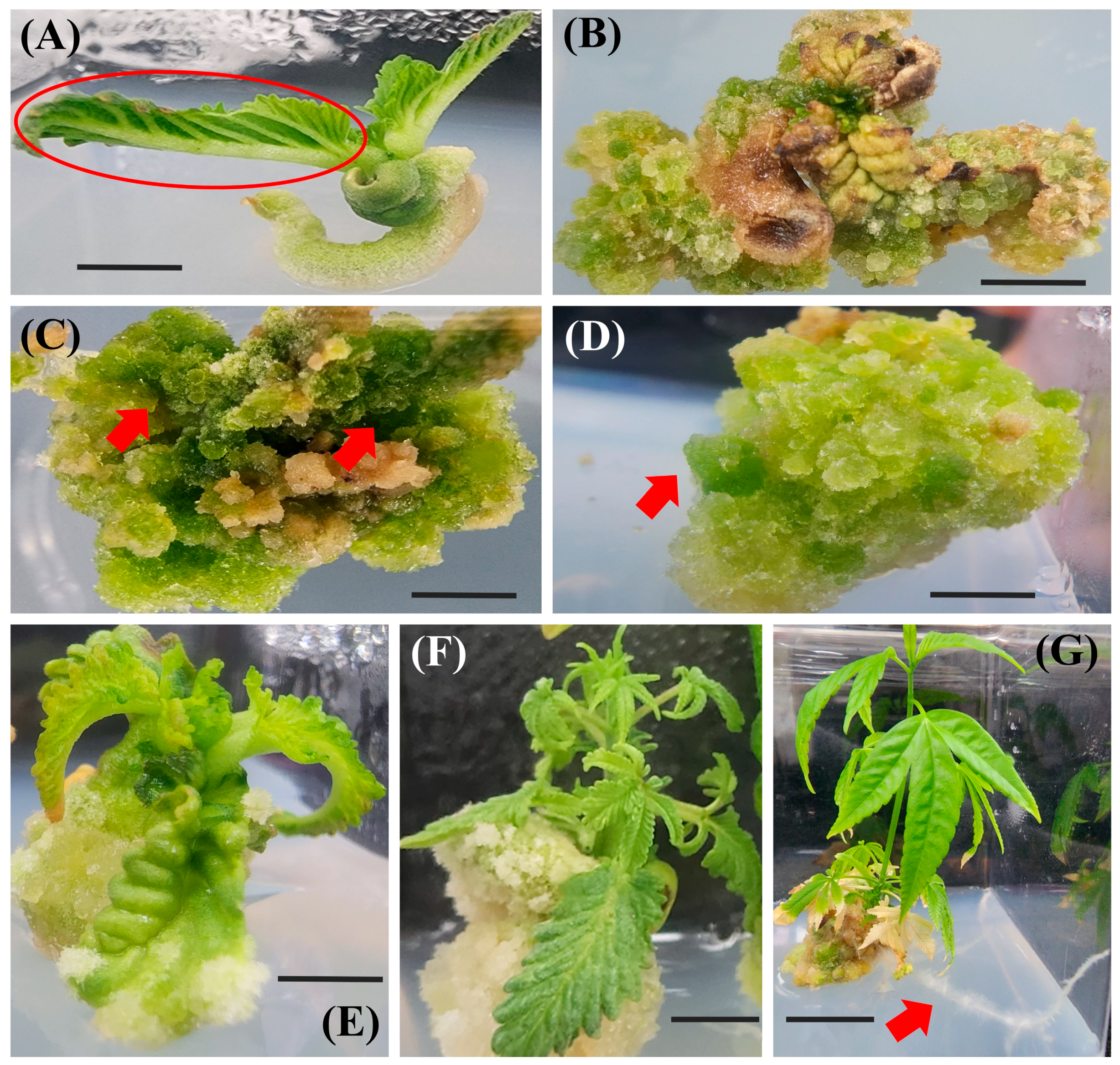 Horticulturae 10 01331 g002