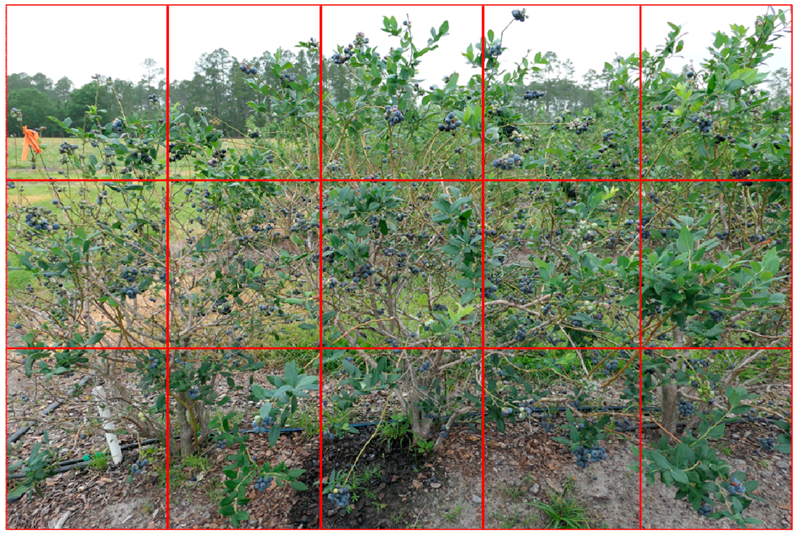 Horticulturae 10 01332 g002