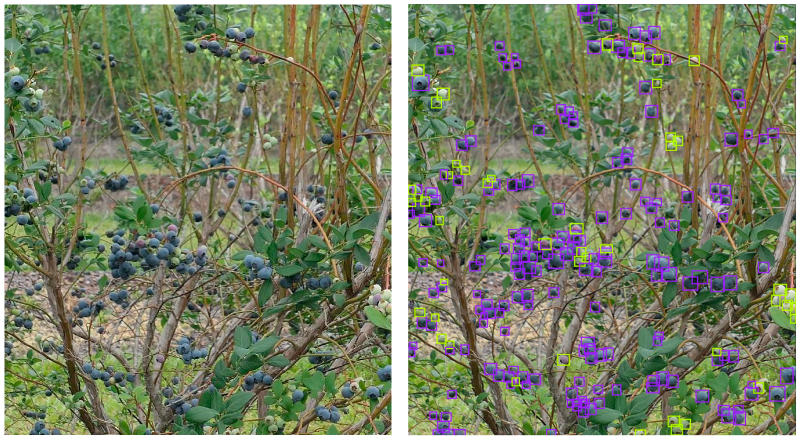 Horticulturae 10 01332 g003