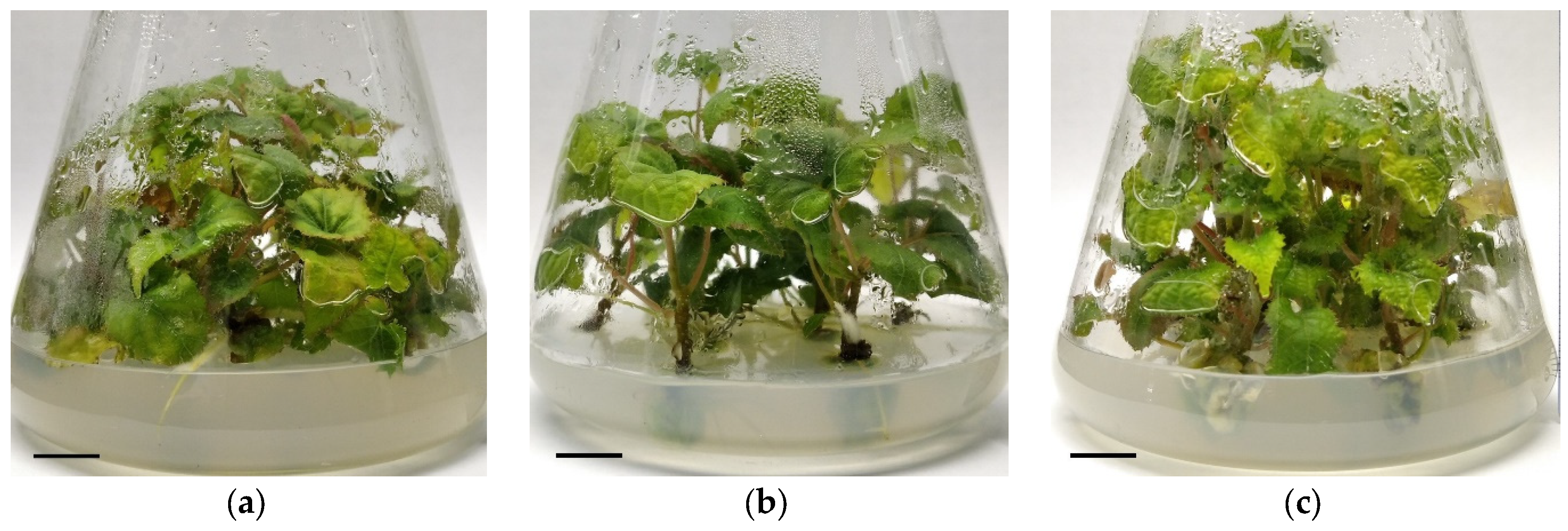 Horticulturae 10 01335 g003