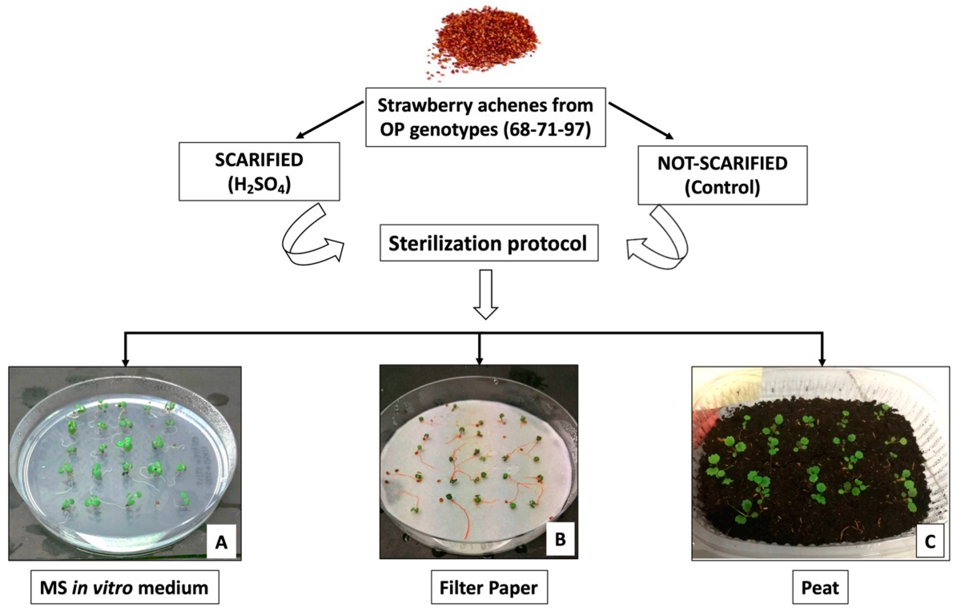 Horticulturae 10 01345 g001