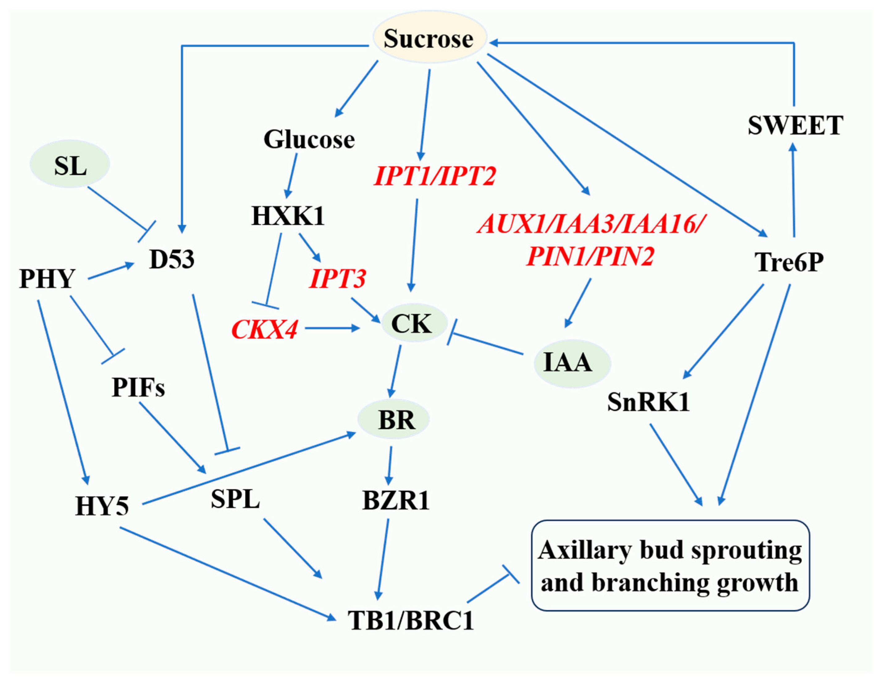Horticulturae 10 01348 g001 Horticulturae 10 01348 g001