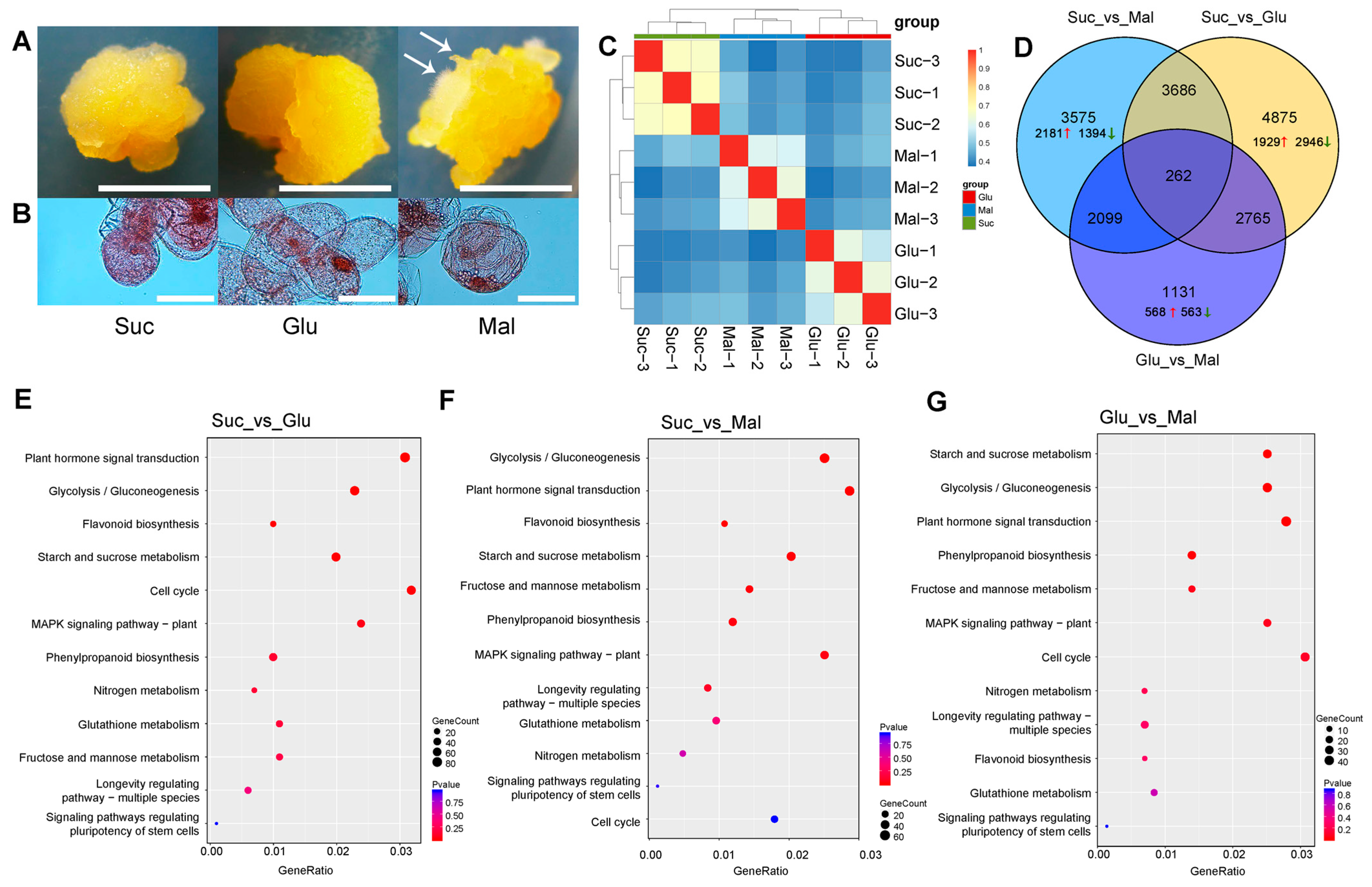 Horticulturae 10 01350 g001