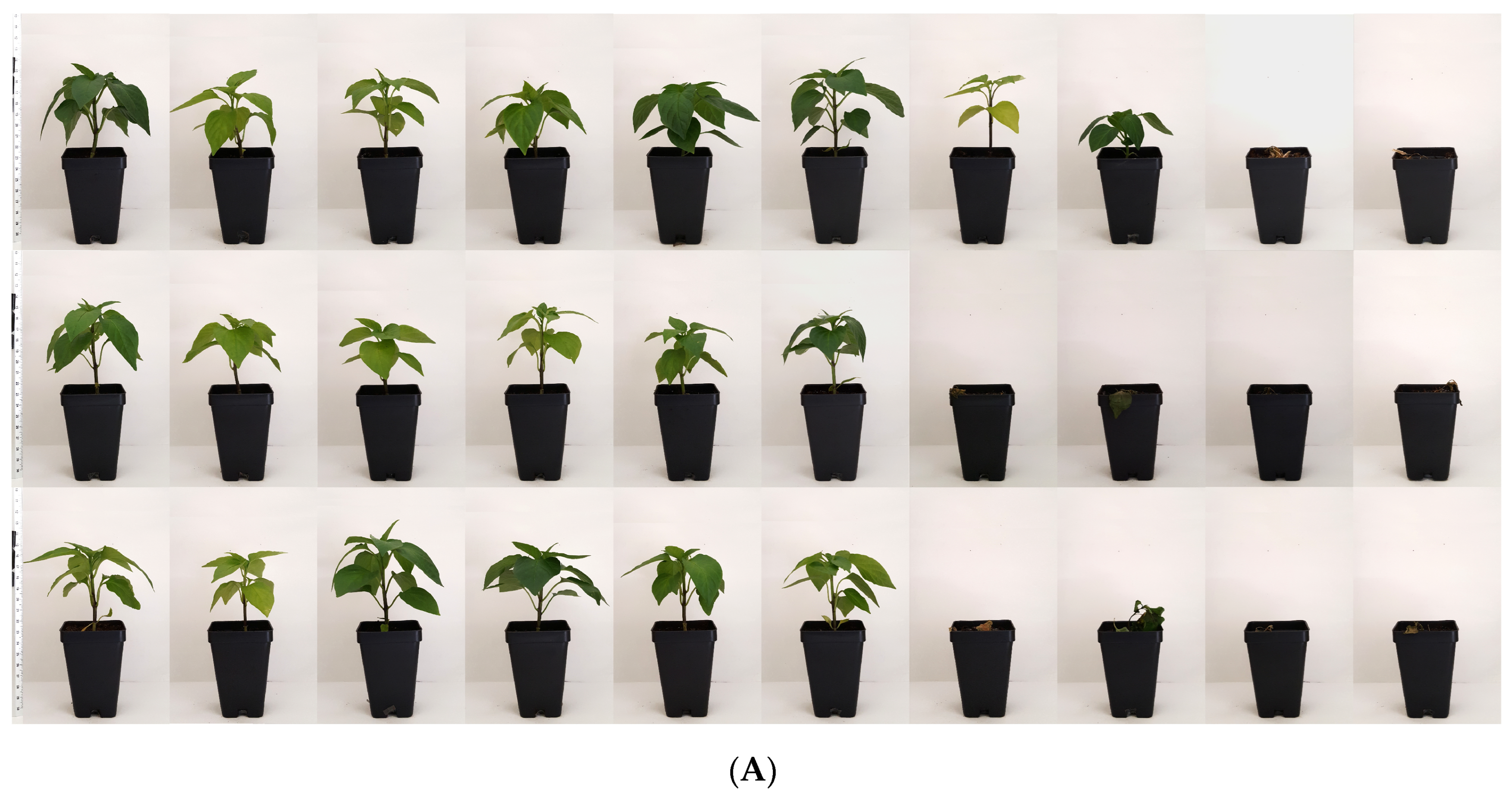 Horticulturae 10 01365 g006a