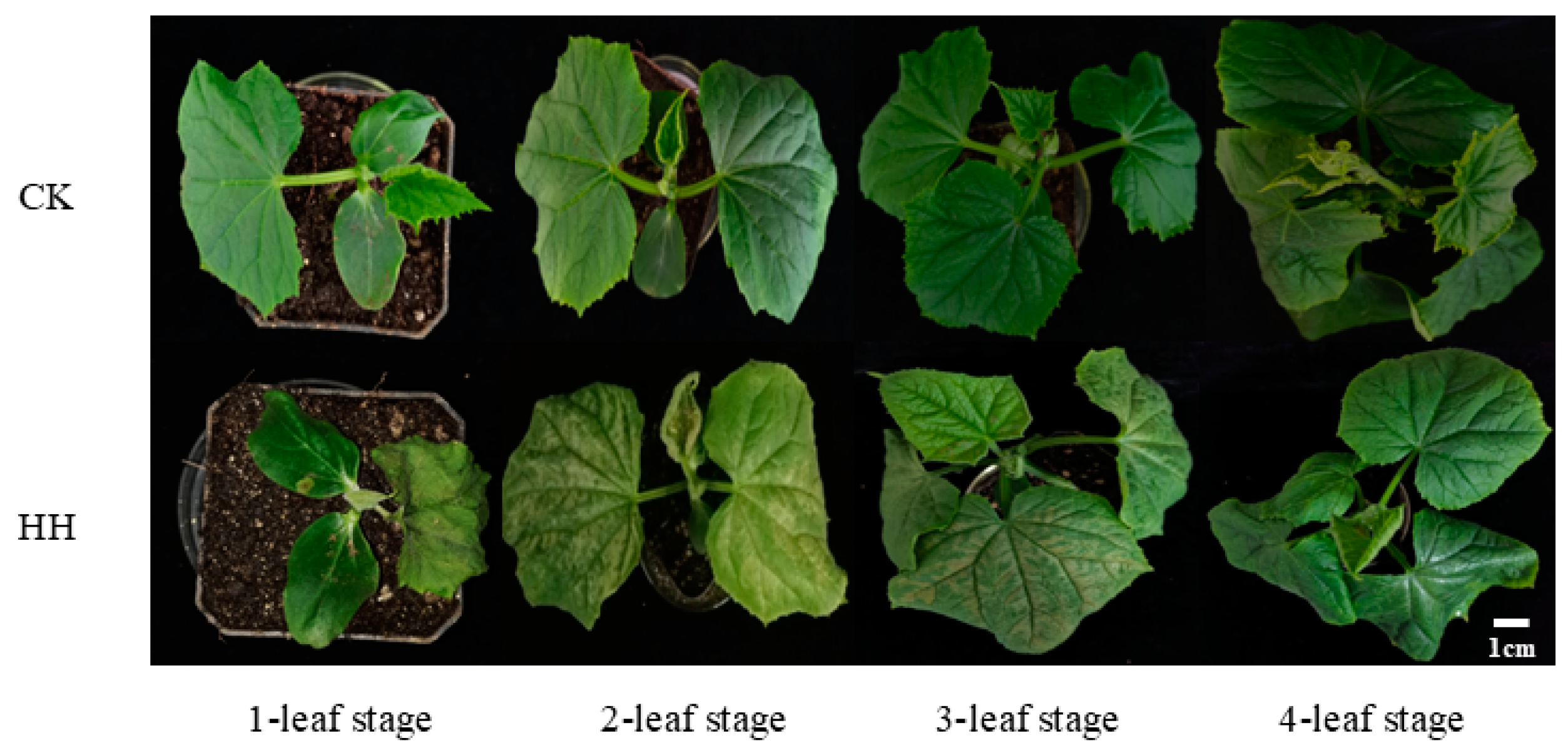 Horticulturae 10 01369 g001