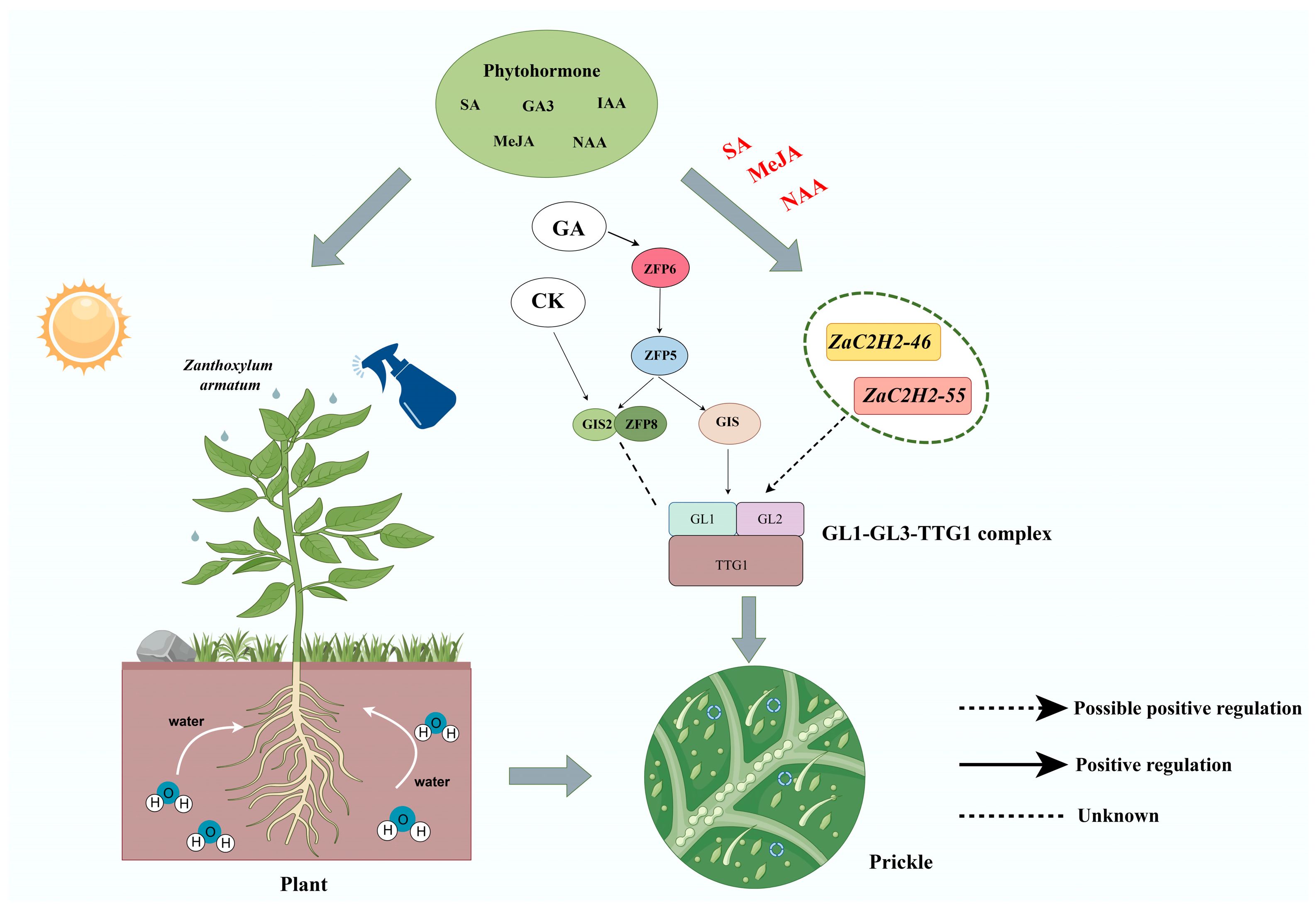 Horticulturae 10 01371 g008 Horticulturae 10 01371 g008