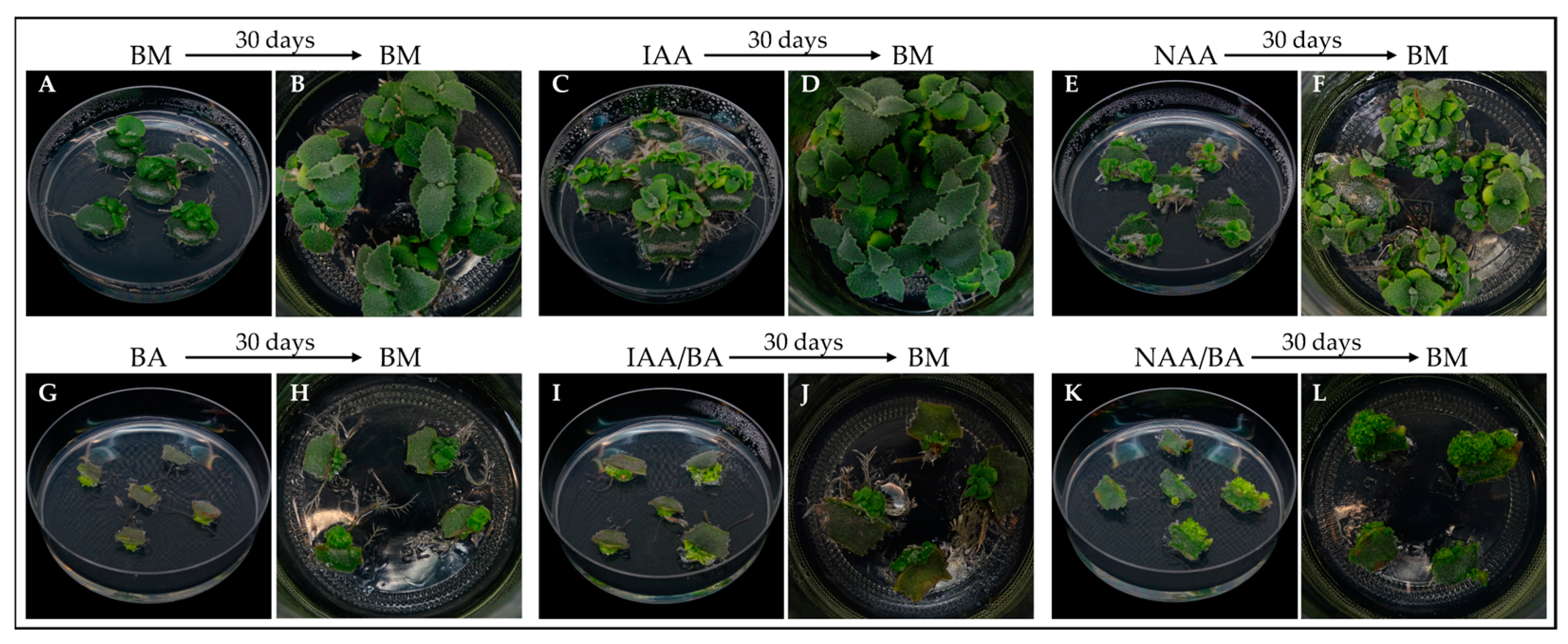 Horticulturae 10 01379 g004