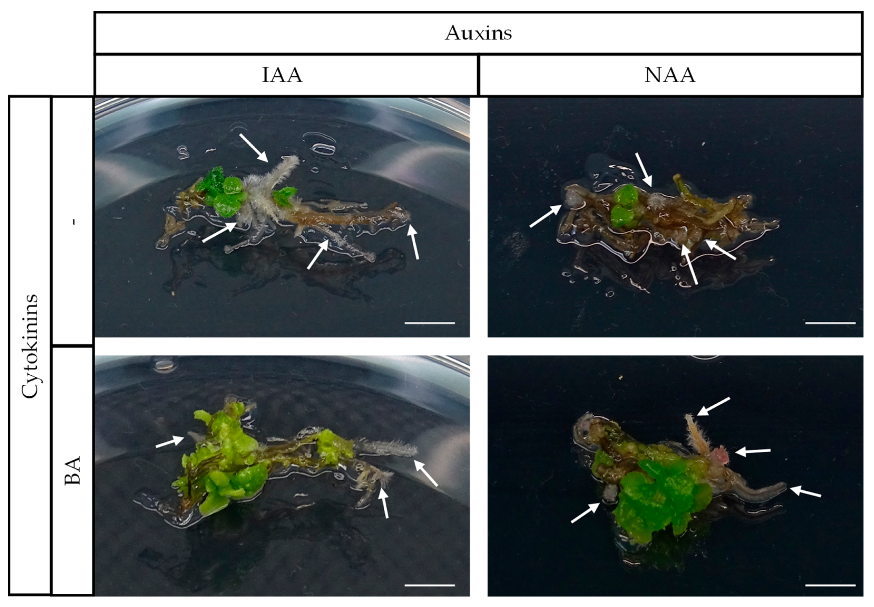 Horticulturae 10 01379 g005