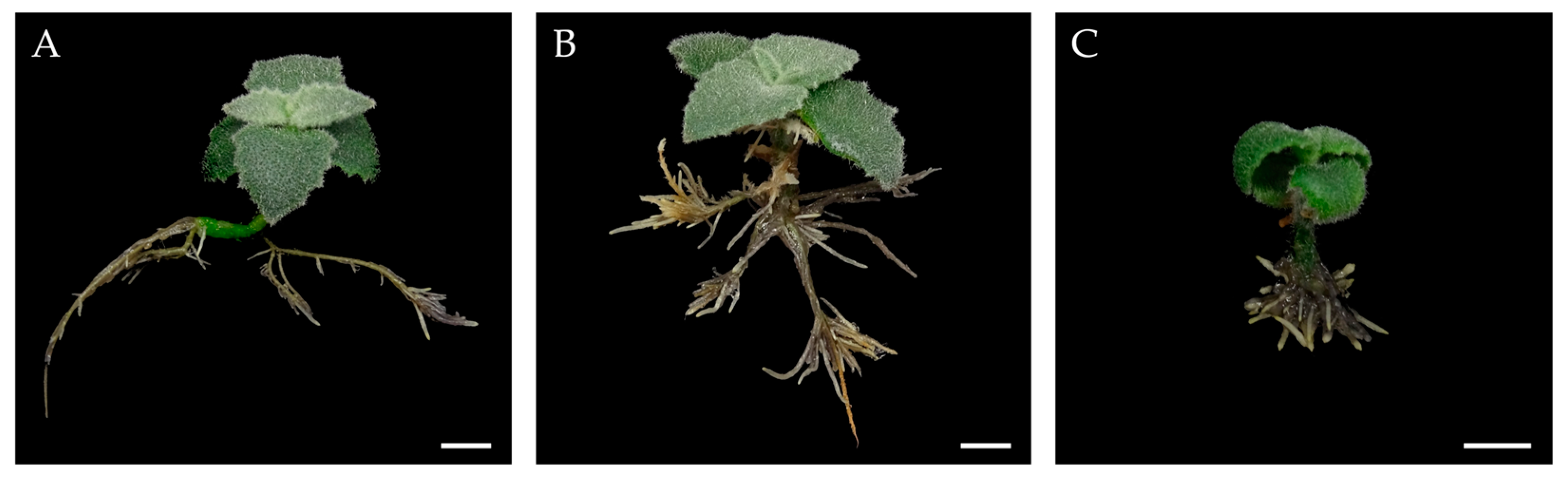 Horticulturae 10 01379 g009