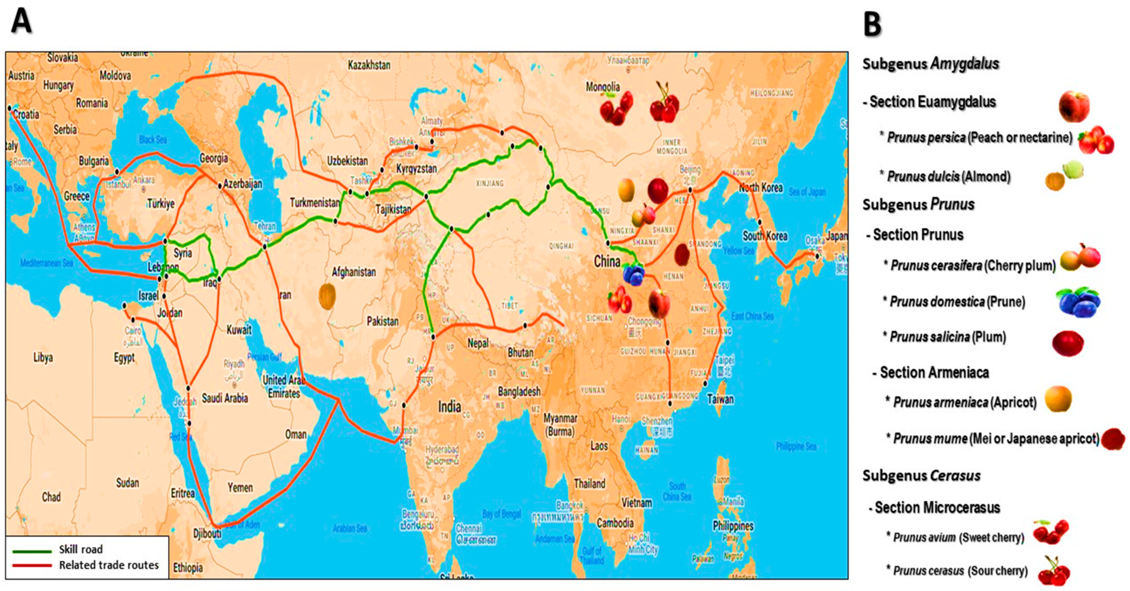 Horticulturae 10 01381 g001 Horticulturae 10 01381 g001