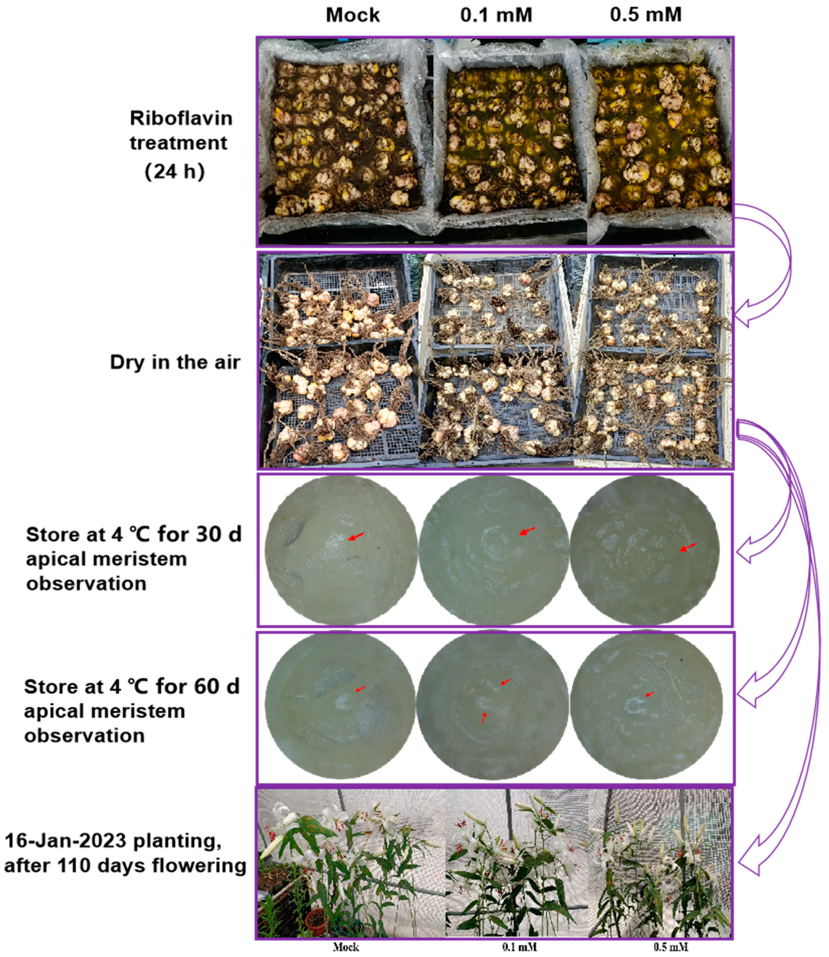 Horticulturae 11 00017 g001