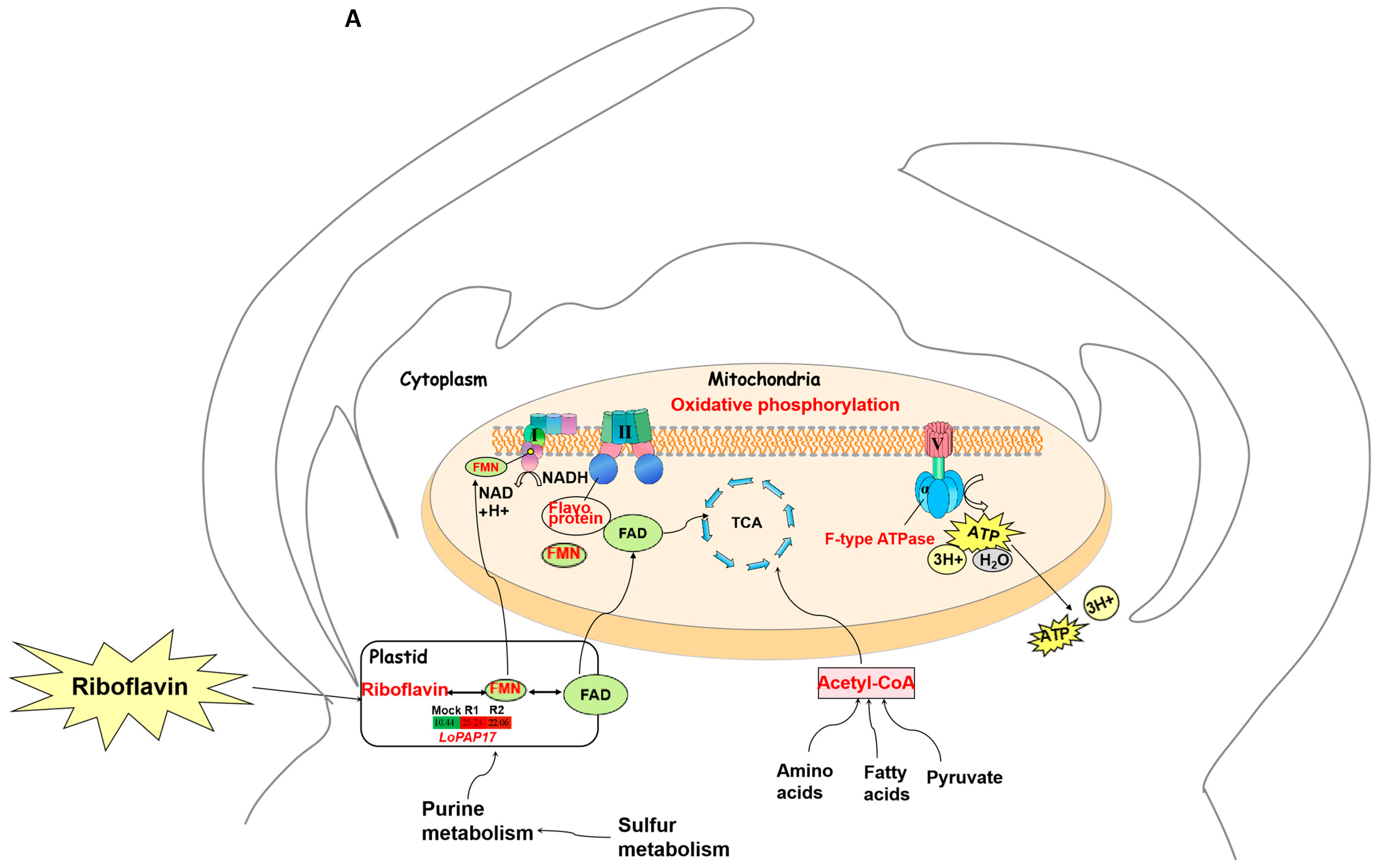Horticulturae 11 00017 g005a
