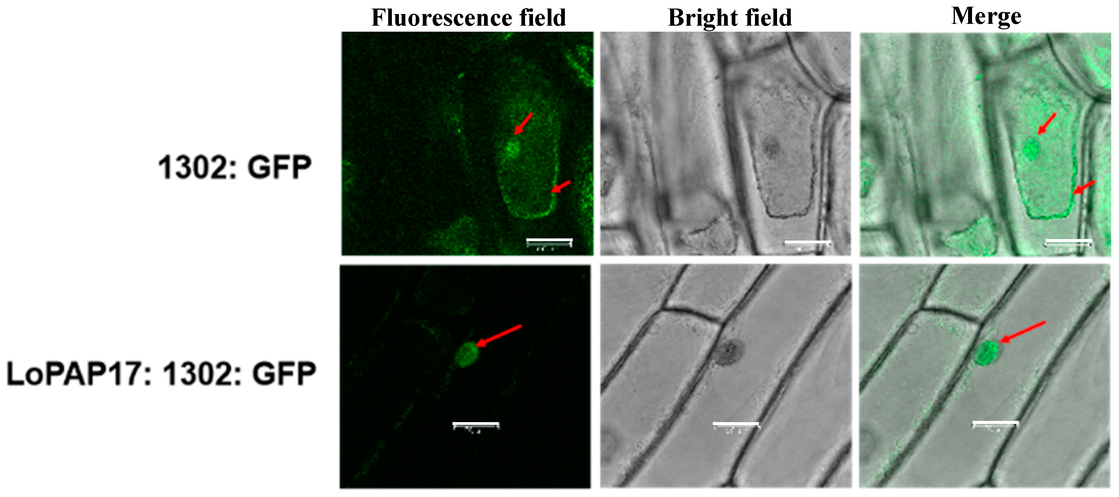 Horticulturae 11 00017 g008