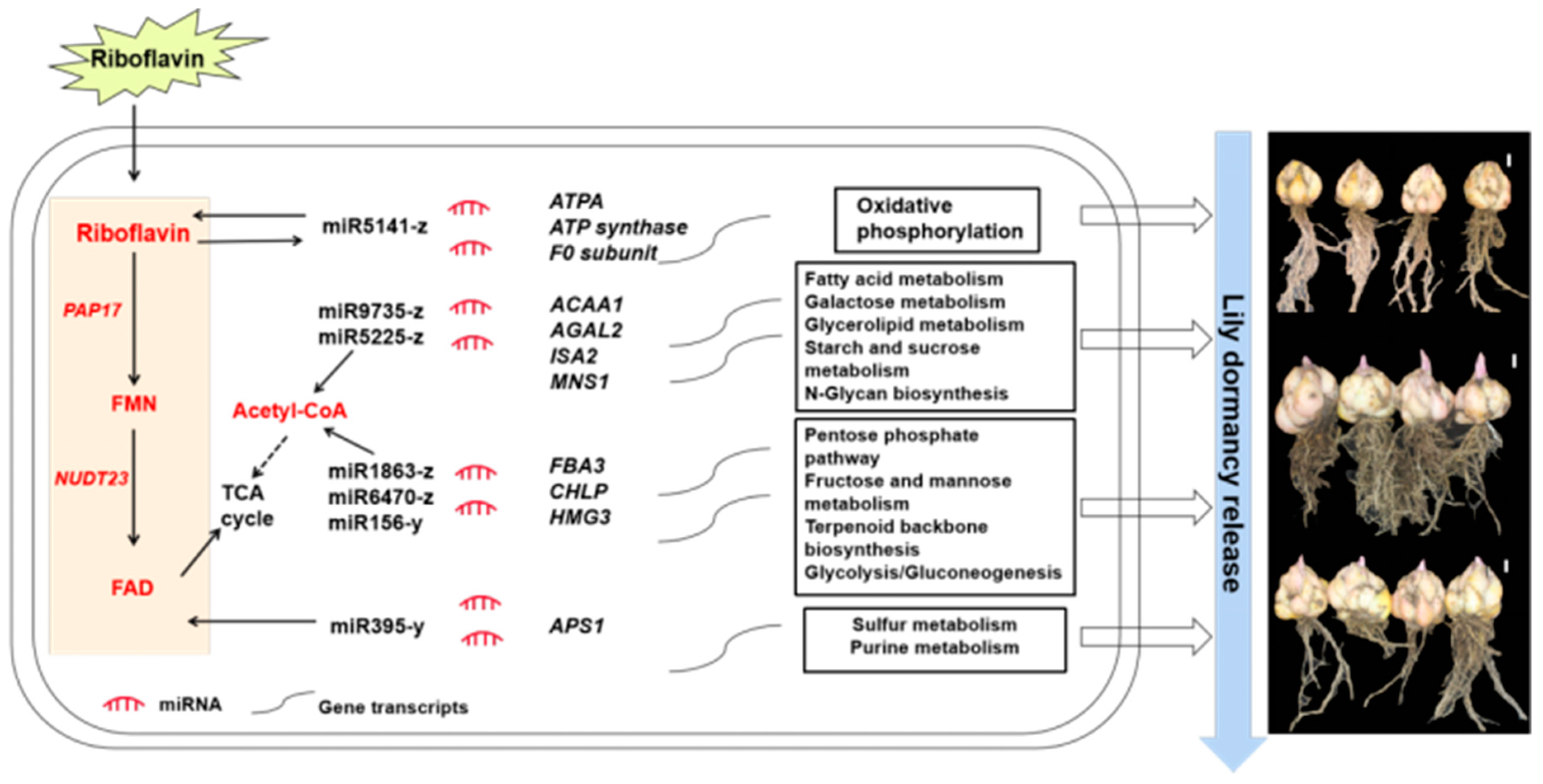 Horticulturae 11 00017 g009