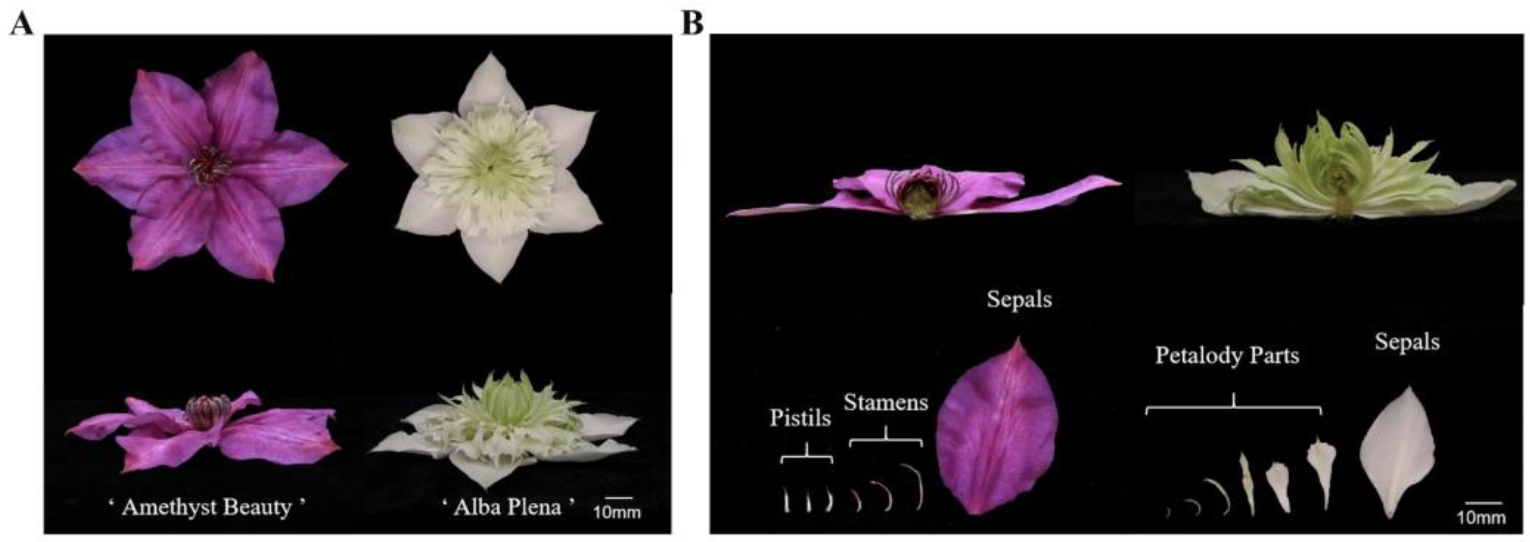 Horticulturae 11 00019 g001