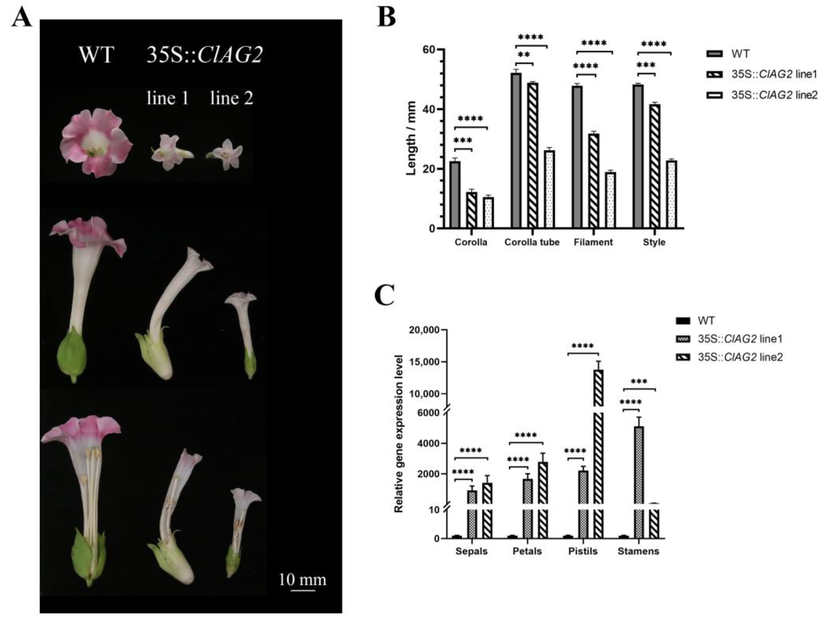Horticulturae 11 00019 g004