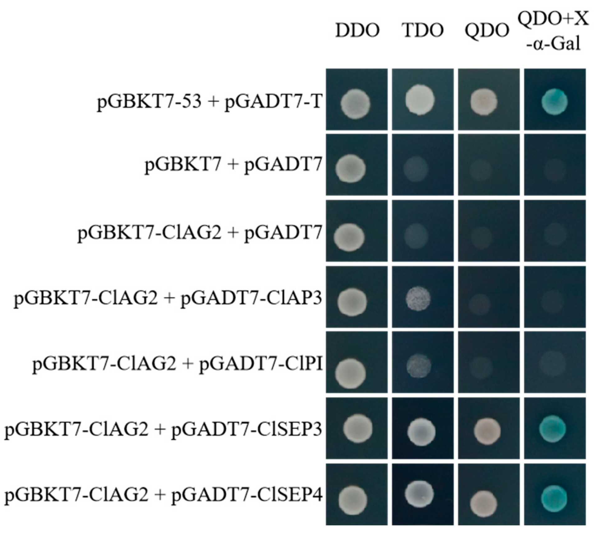Horticulturae 11 00019 g005