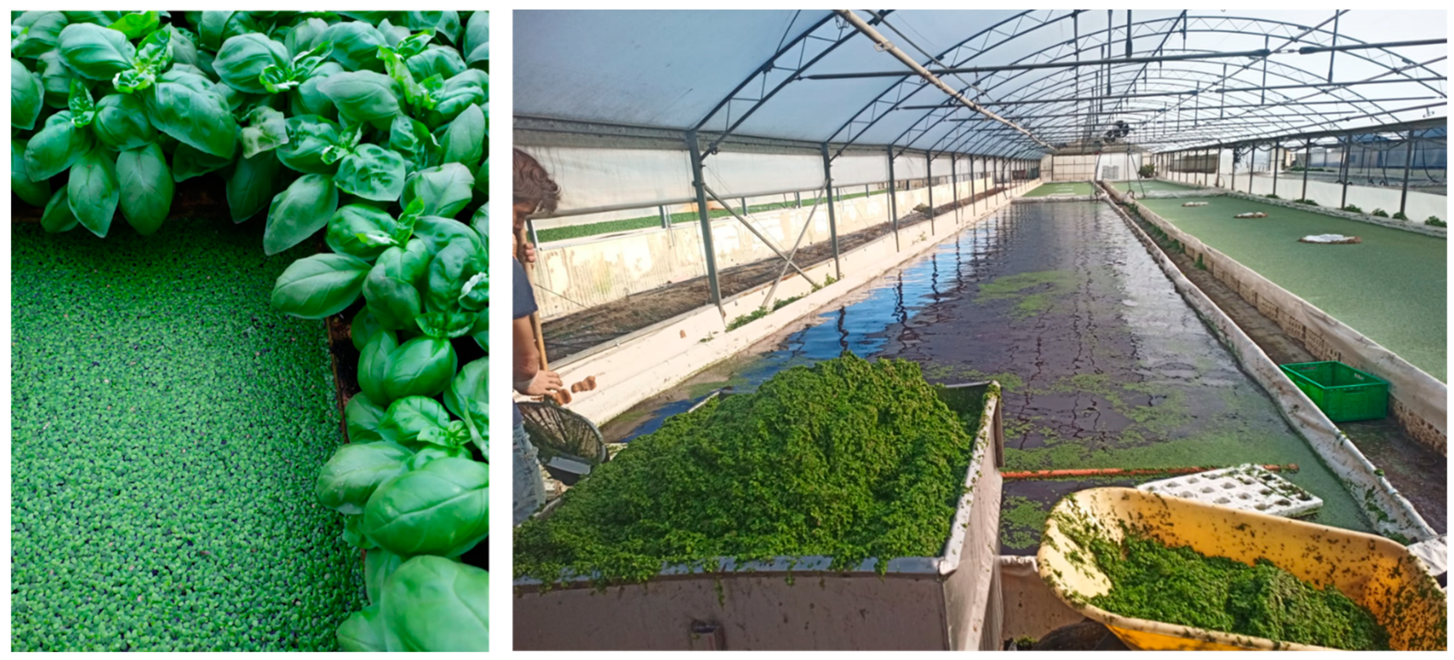 Horticulturae 11 00020 g001