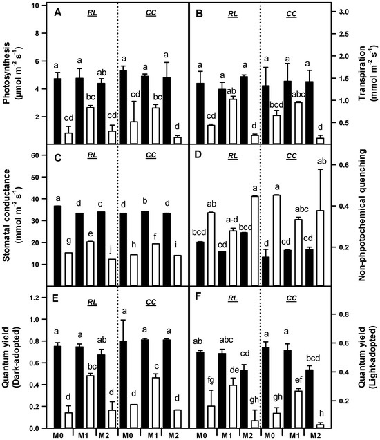 Transcriptome analysis reveals the molecular mechanisms of