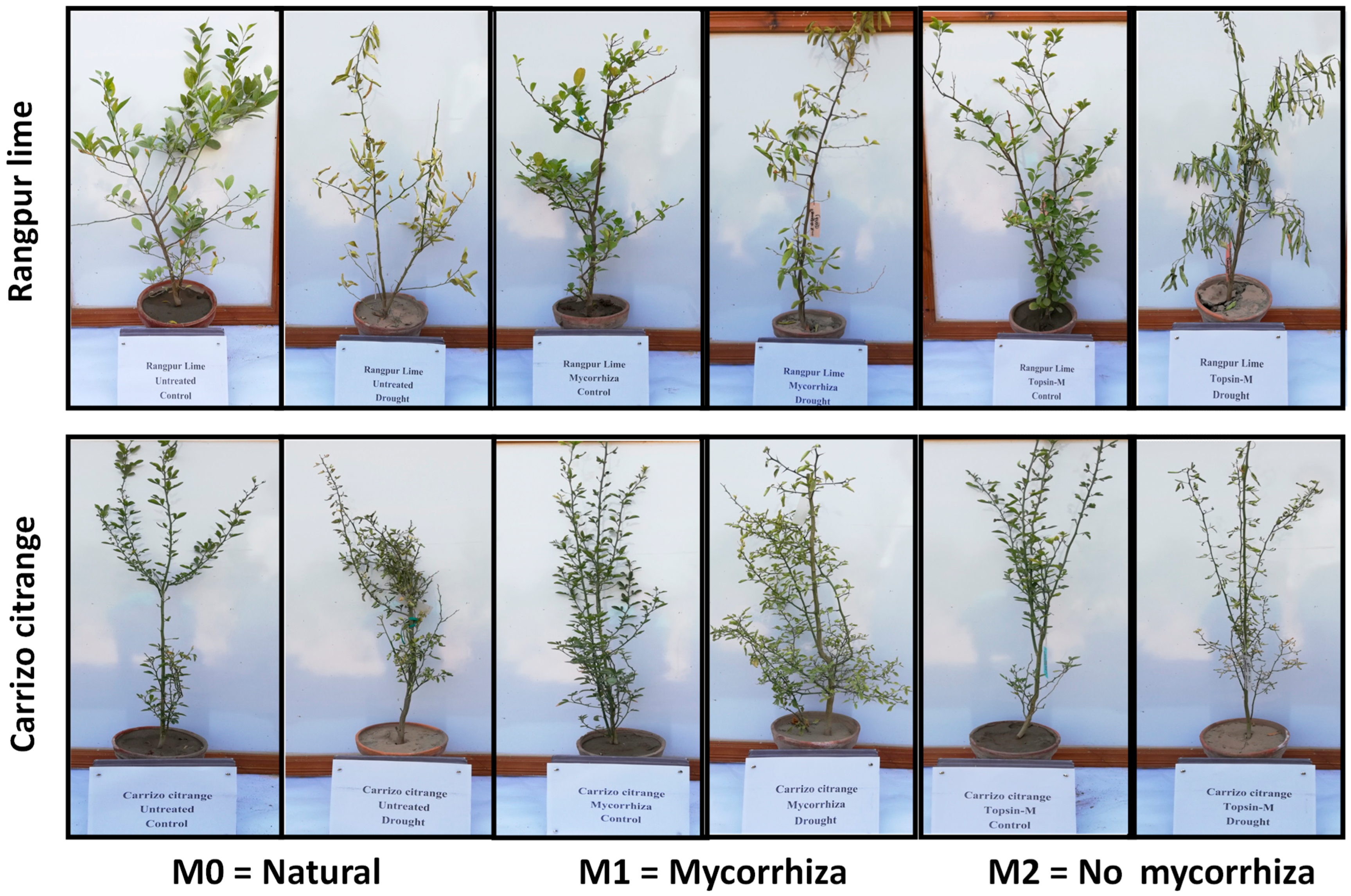 Horticulturae 11 00024 g008