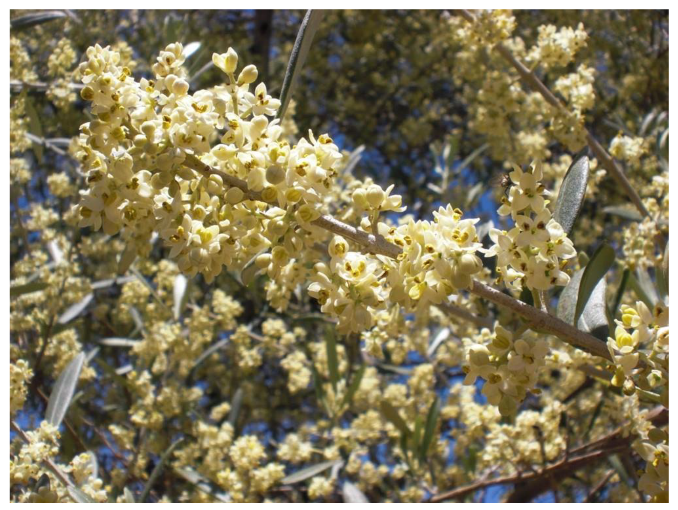 Horticulturae 11 00026 g001