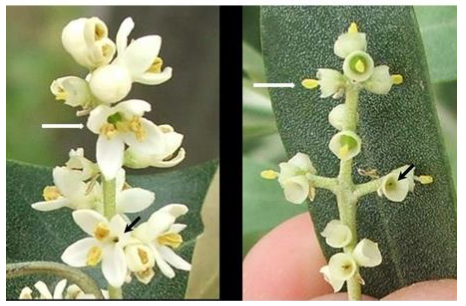 Horticulturae 11 00026 g002